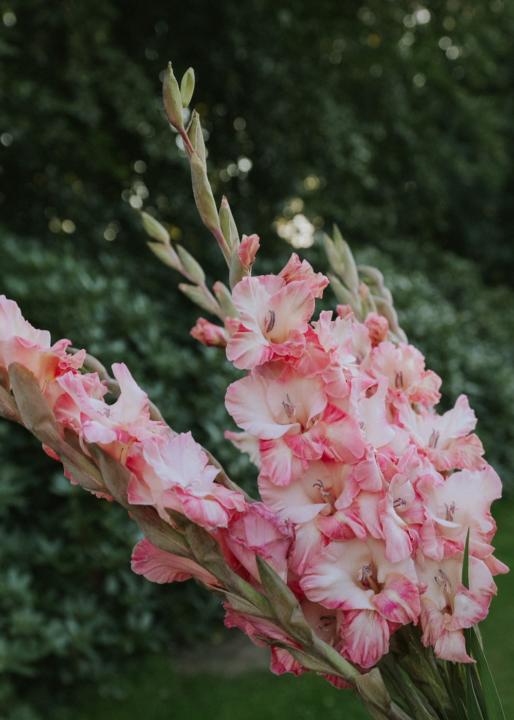 Gladiolus - Petite Patrice