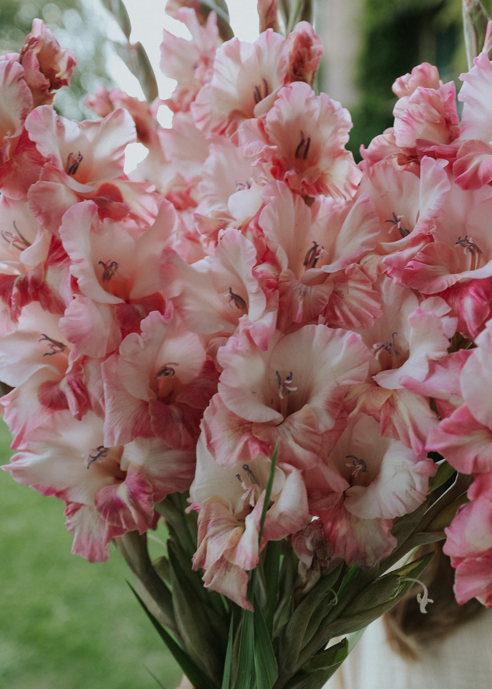 Gladiolus - Petite Patrice