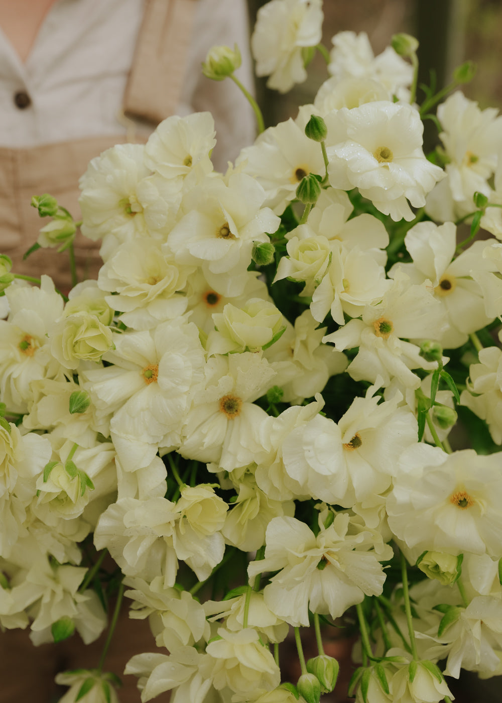 Butterfly Ranunculus – Graces Promo