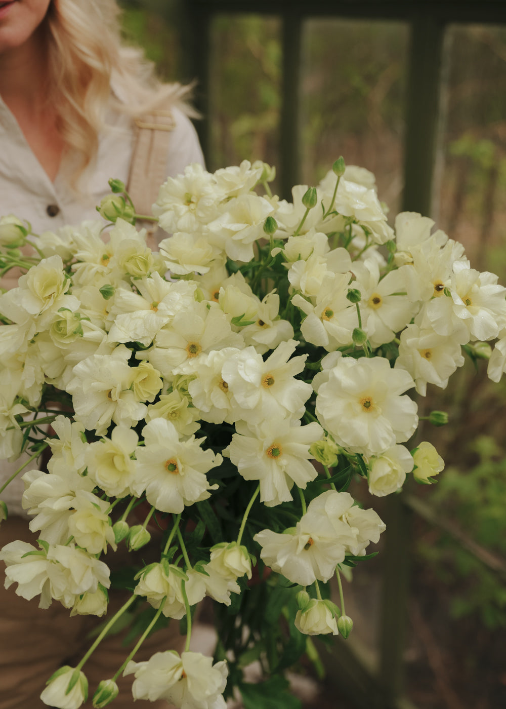 Butterfly Ranunculus – Graces Promo
