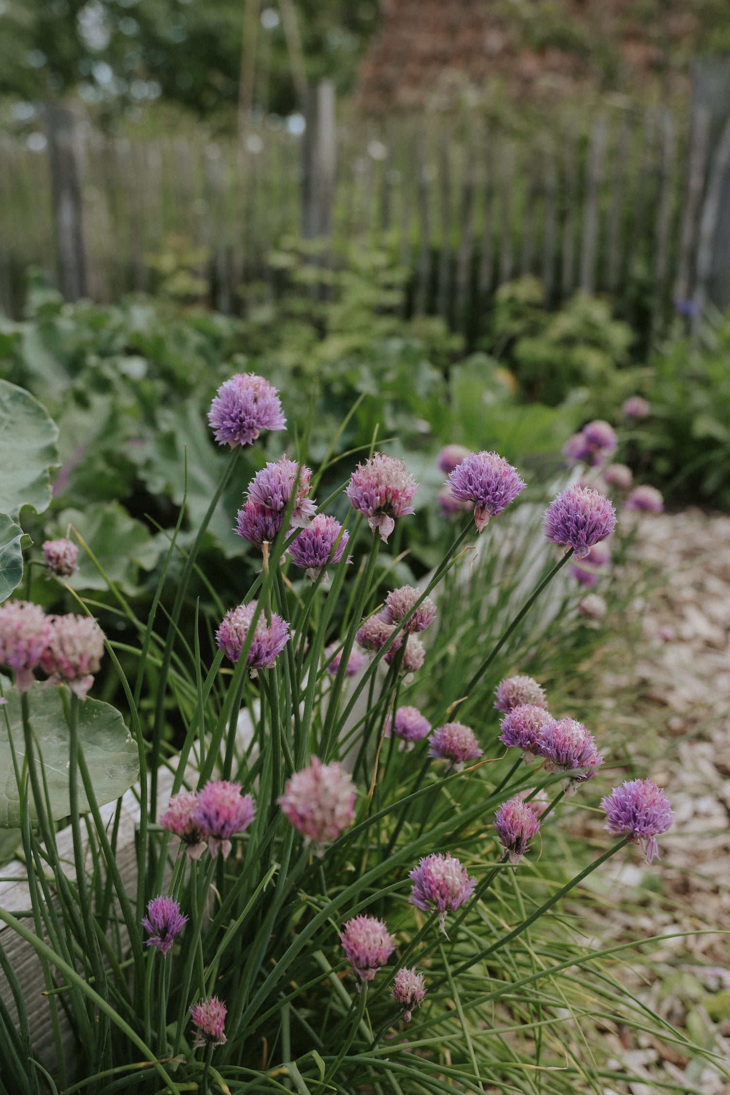 Ciboulette - Medium Leaf BIO