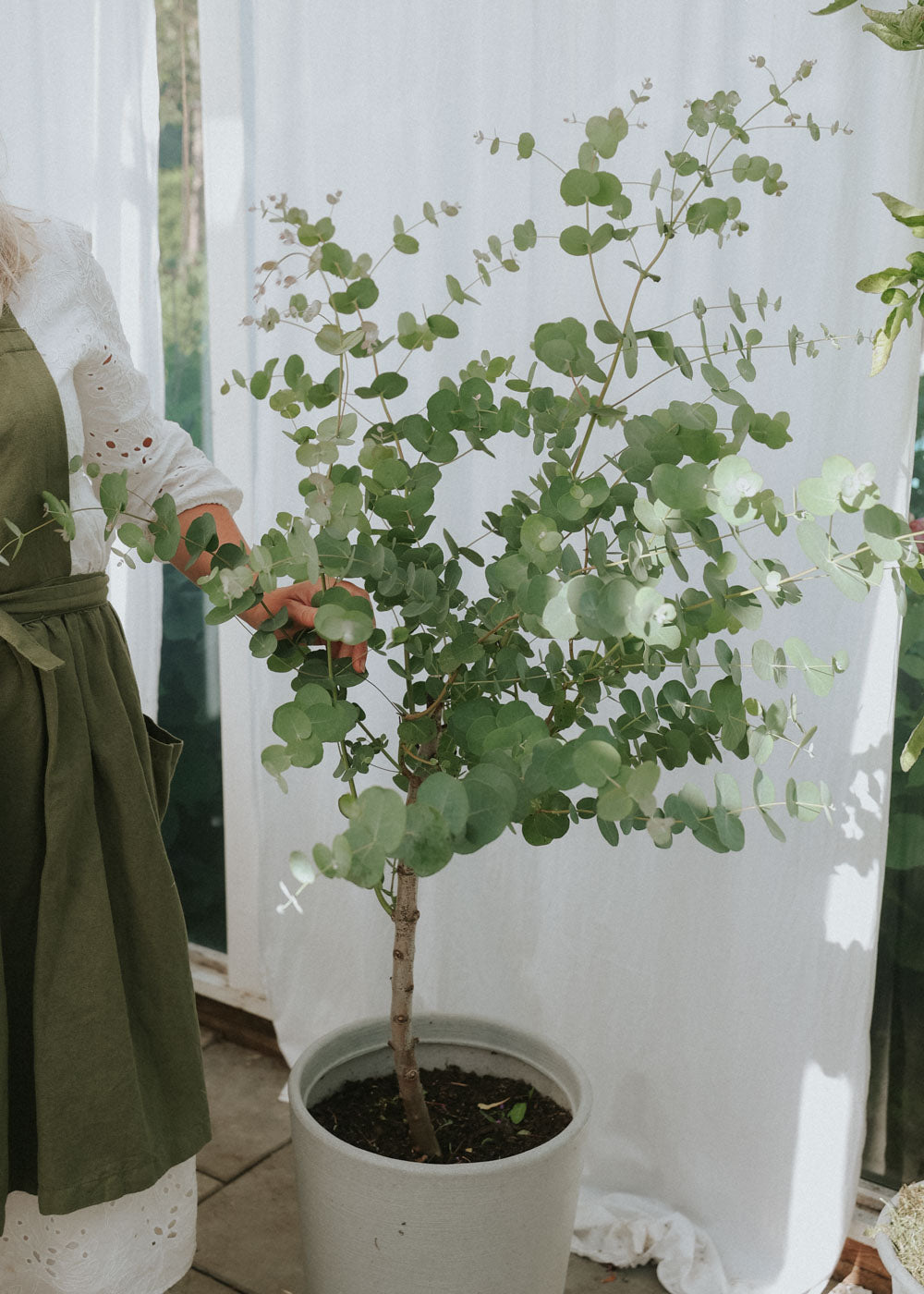 Eucalyptus - Cinerea