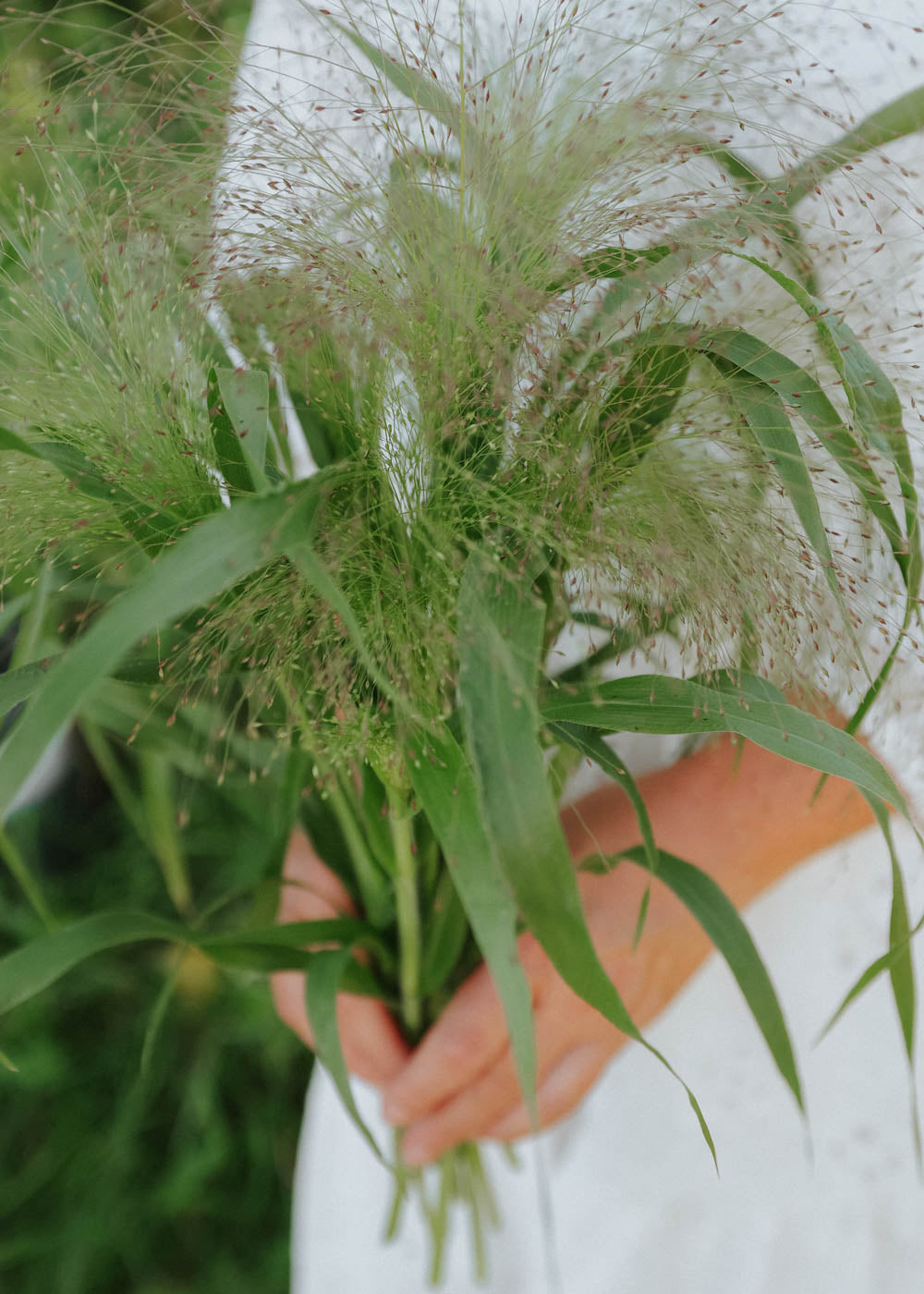 Jungfruhirs Fontaine - Frosted Explosion