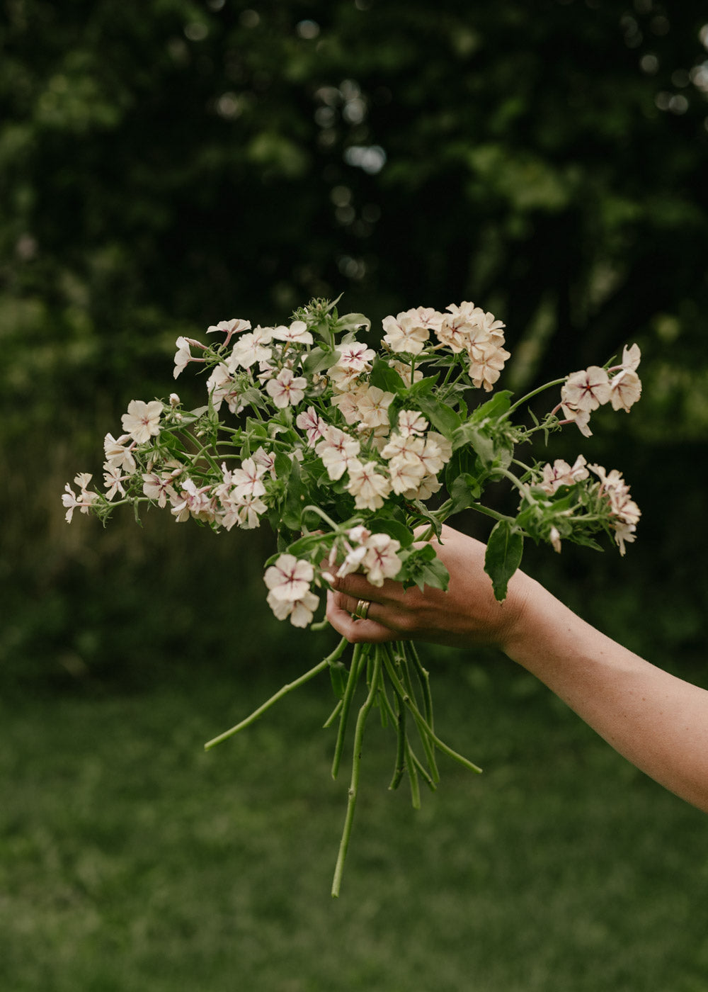 Summer Phlox - Creme Brulee