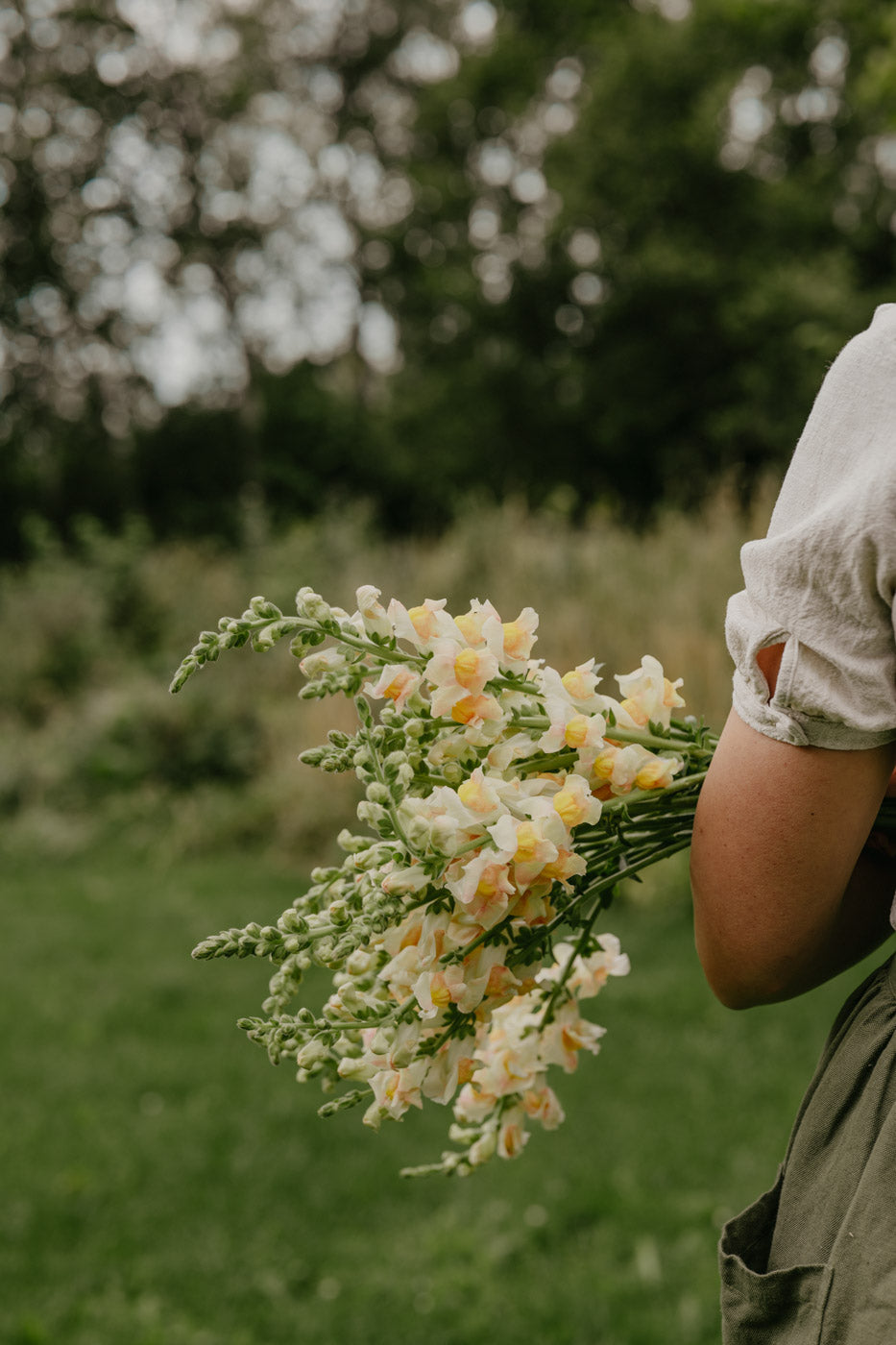 Snapdragon - Costa Apricota