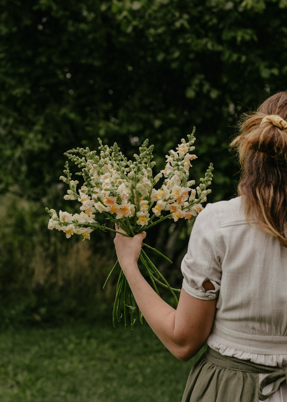 Snapdragon - Costa Apricota