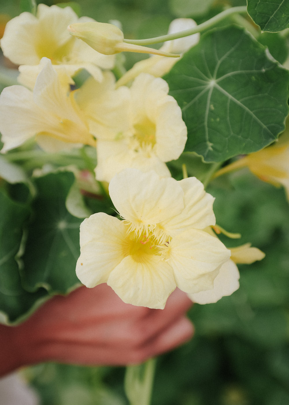 Slingerkrasse - Milkmaid