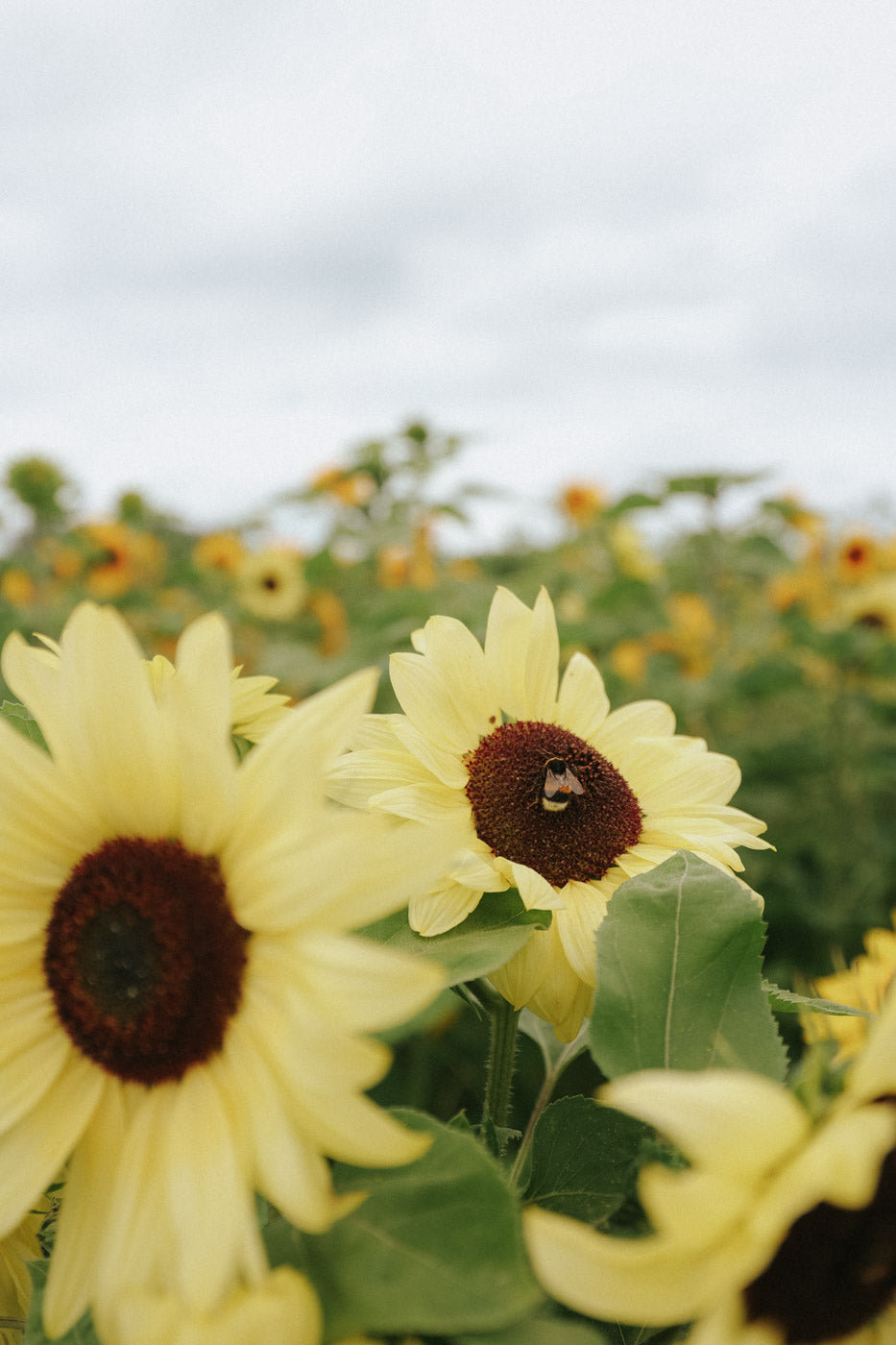 Sunflower - Lemon Sunset