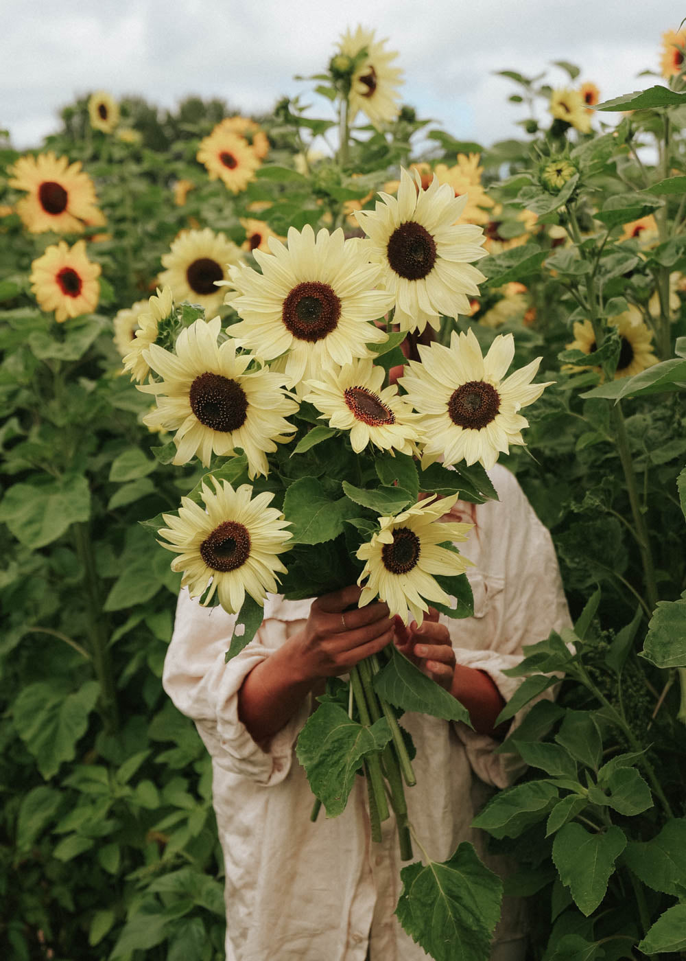Sunflower - Lemon Sunset