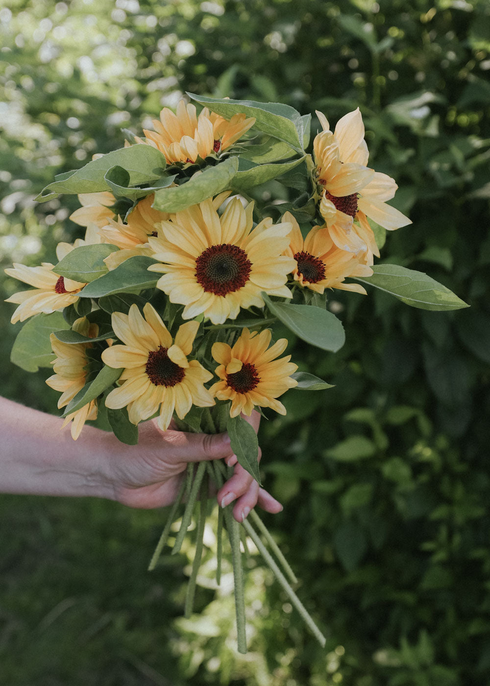 pro cut flower seeds Sunflower Seeds - Pro Cut Peach F1