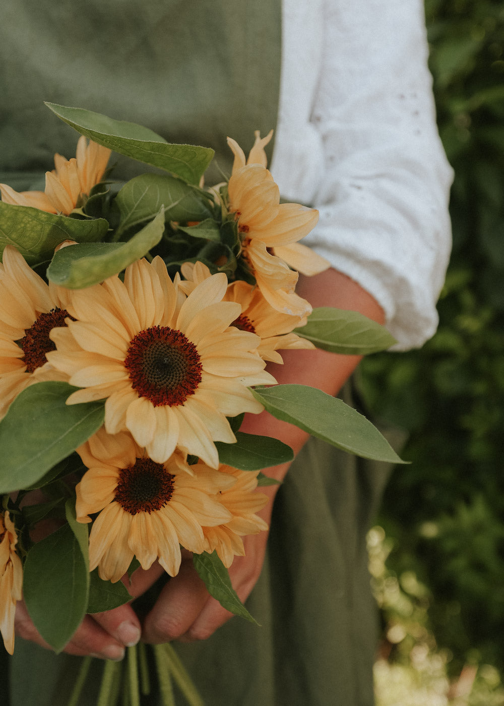 Sunflower - Pro Cut Peach F1