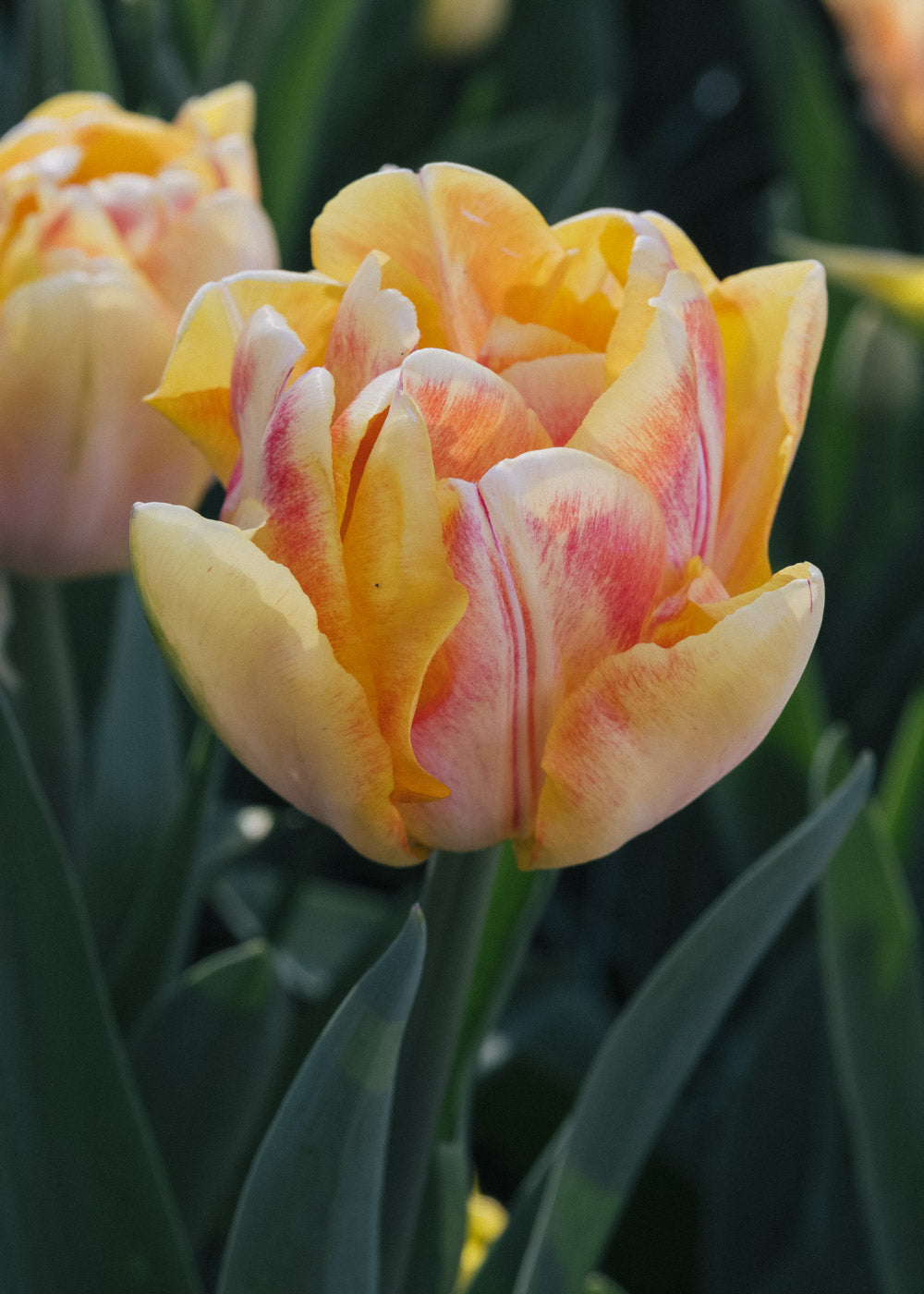 Tulpan - Foxy Foxtrot