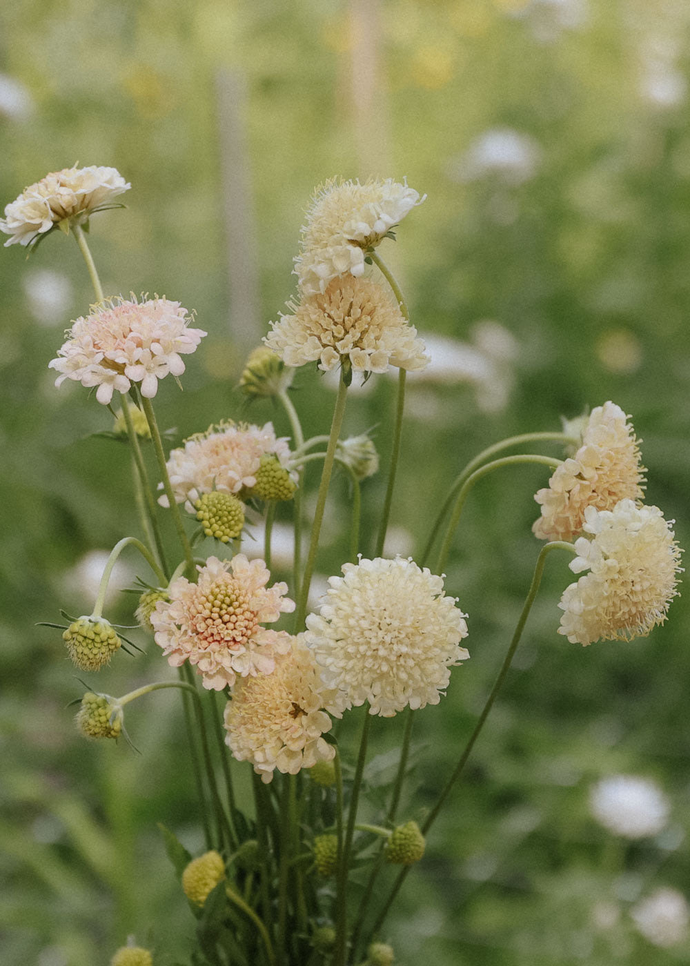 Pincushion Flower - Fata Morgana