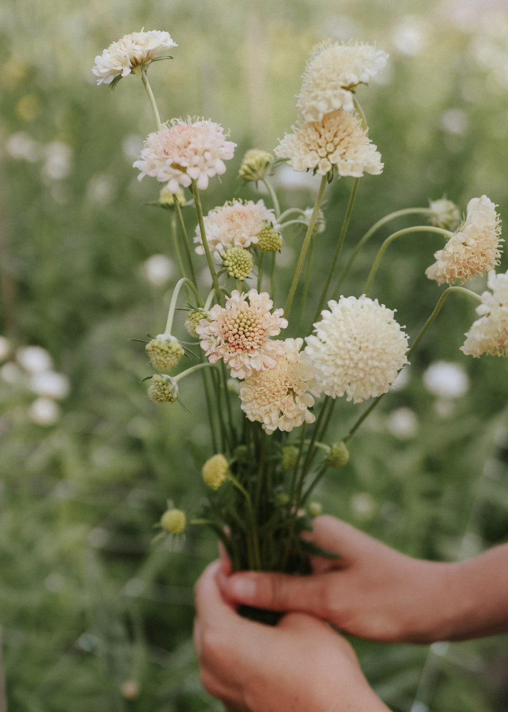 Pincushion Flower - Fata Morgana