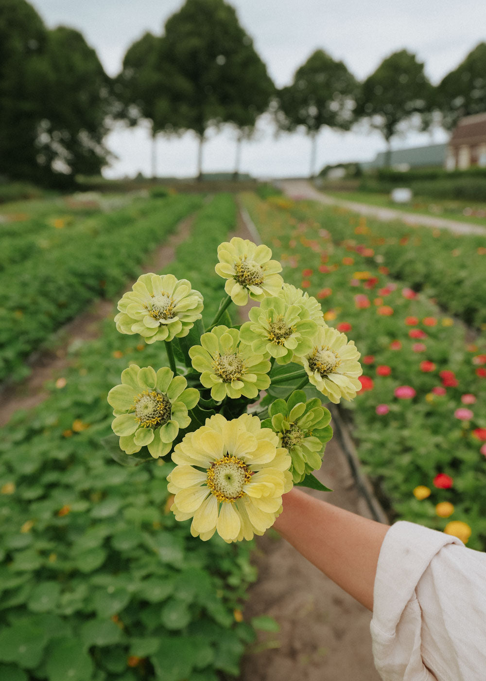 Zinnia - Dahl Flow Envy