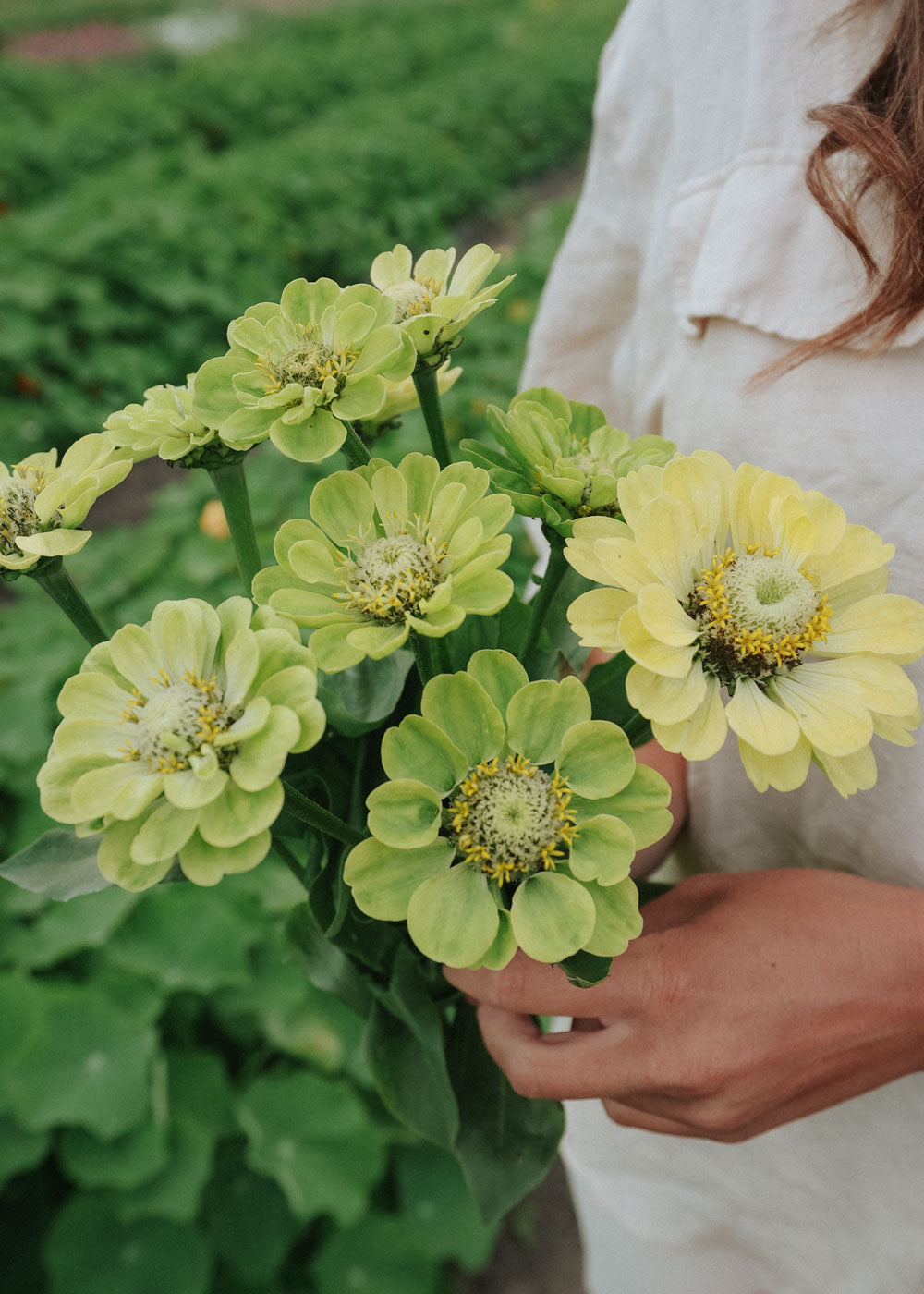 Zinnia - Dahl Flow Envy