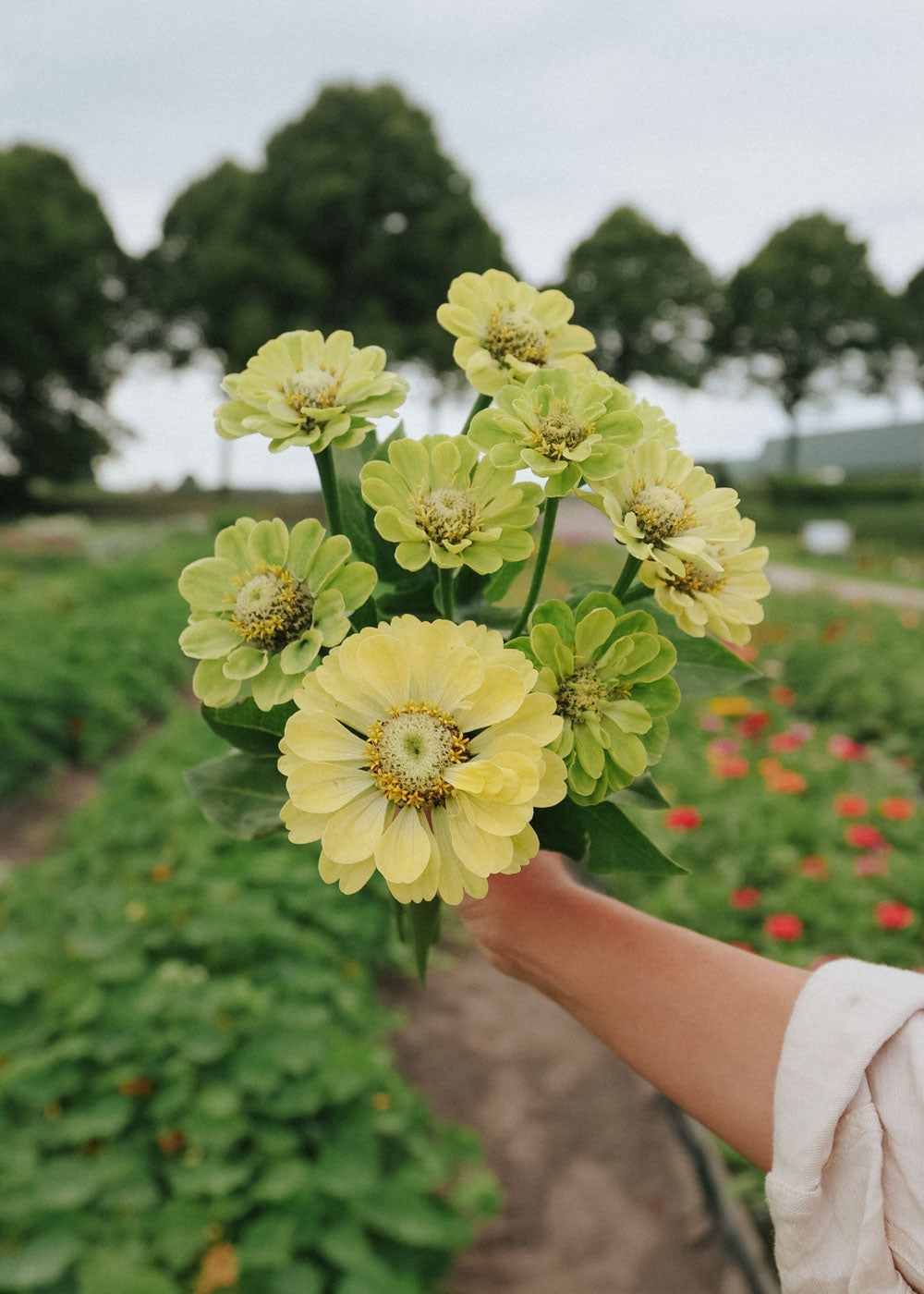 Zinnia - Dahl Flow Envy