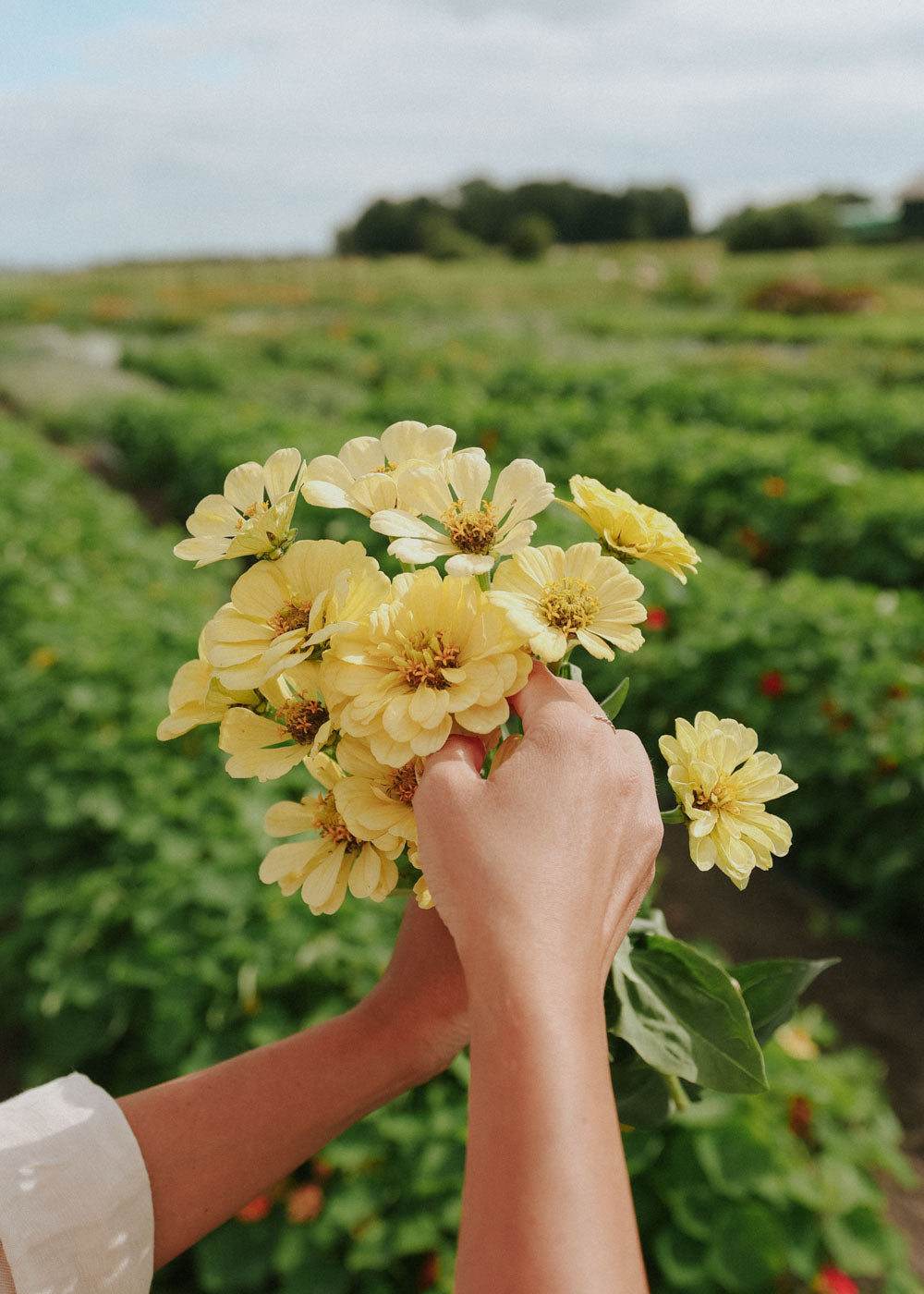 Zinnia - Dahl Flow Isabellina Creamy Yellow
