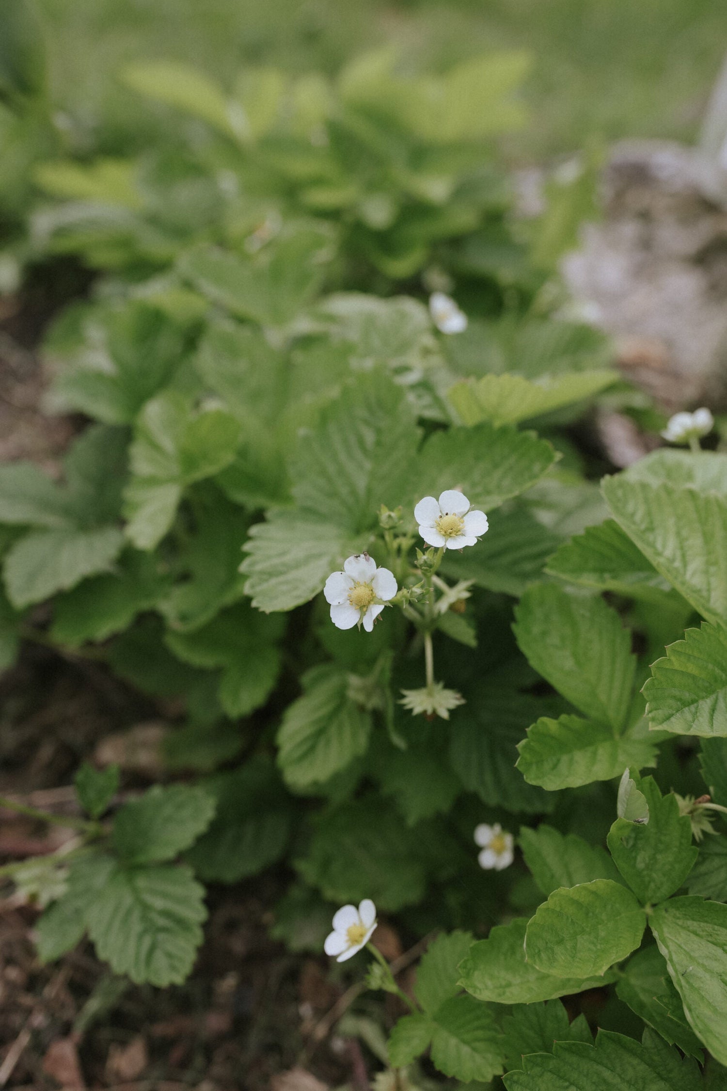 Wild Strawberry - Yellow Wonder