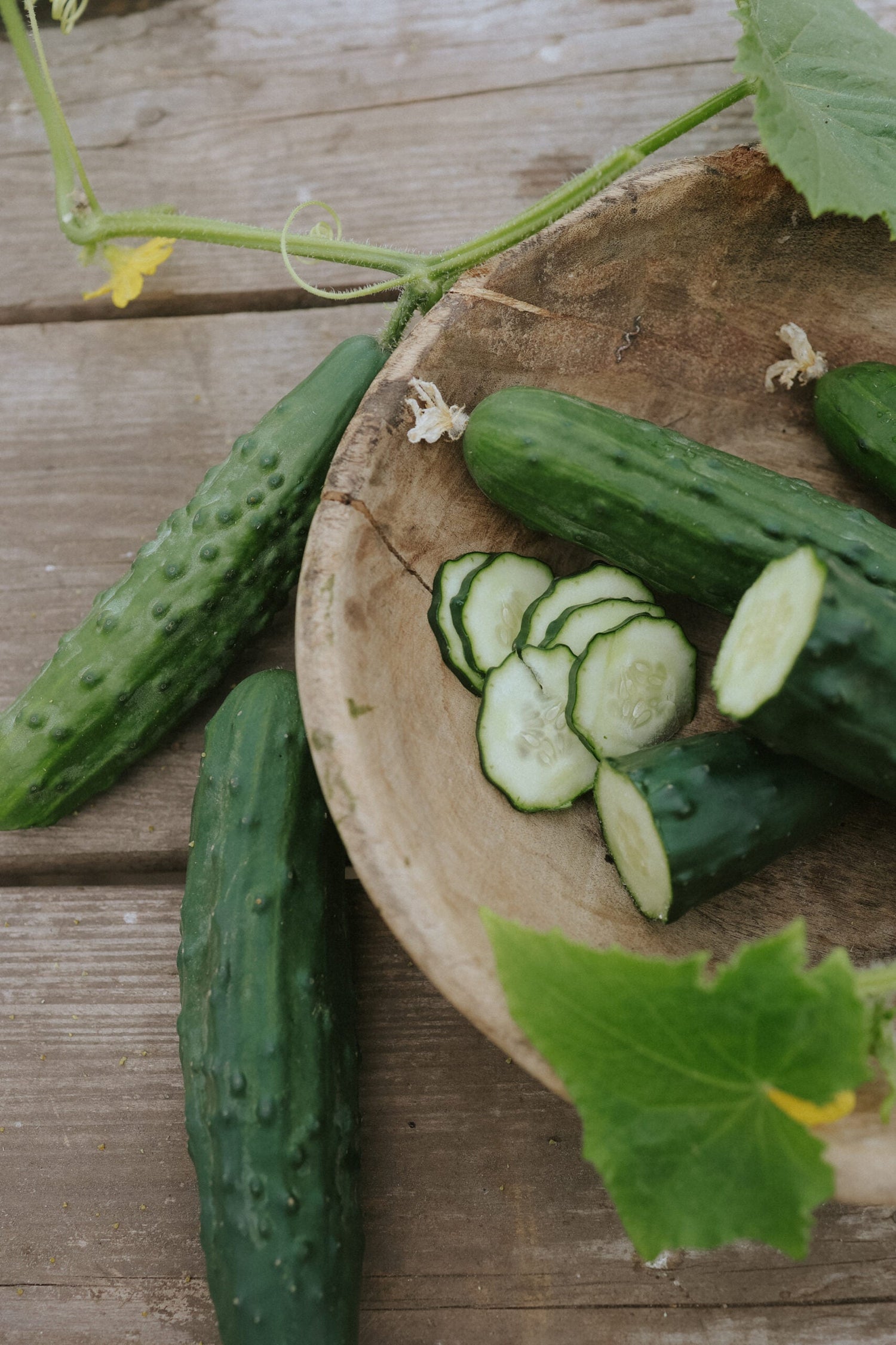 Cucumber - Marketmore ECO