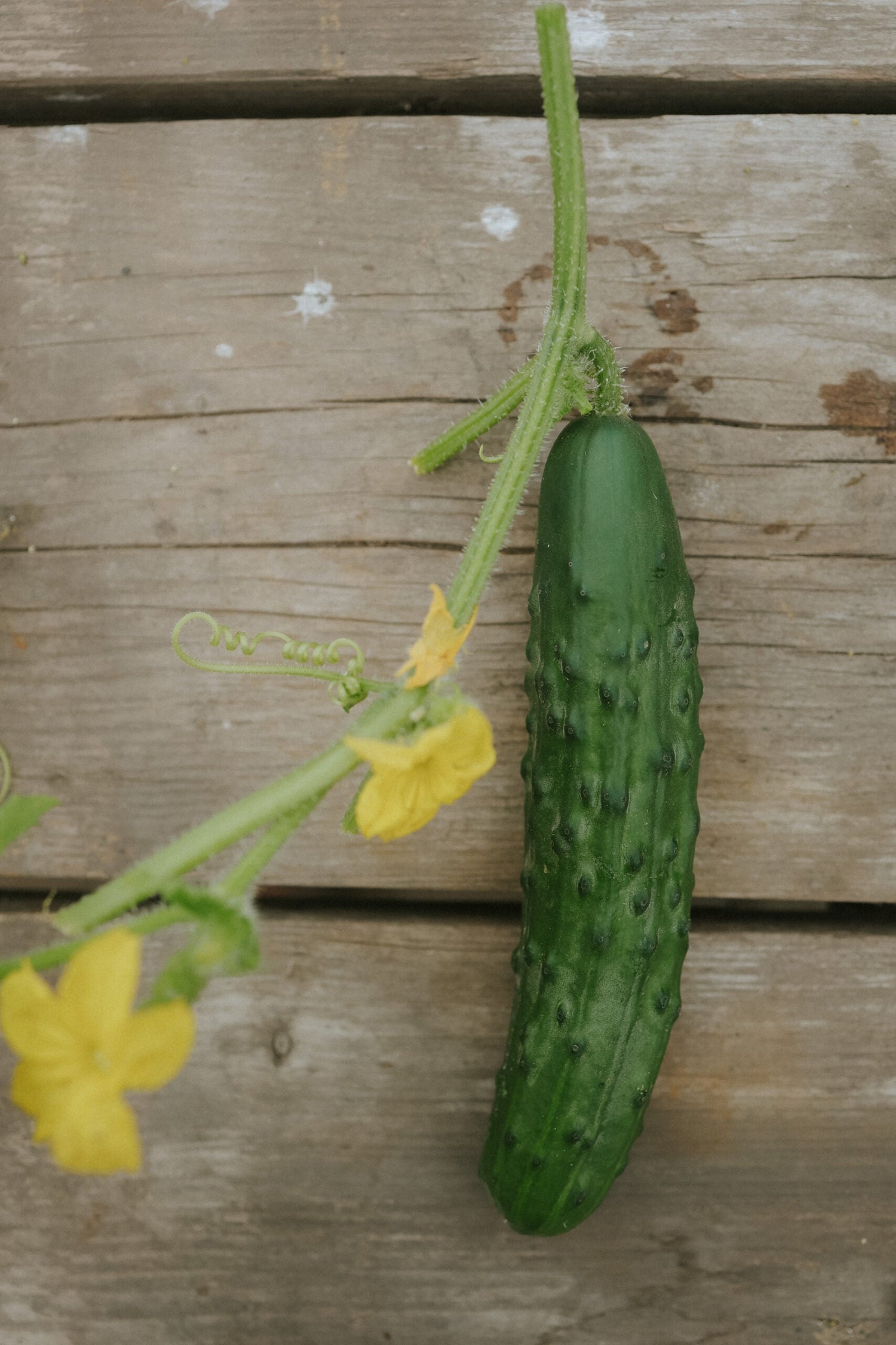 Cucumber - Marketmore ECO