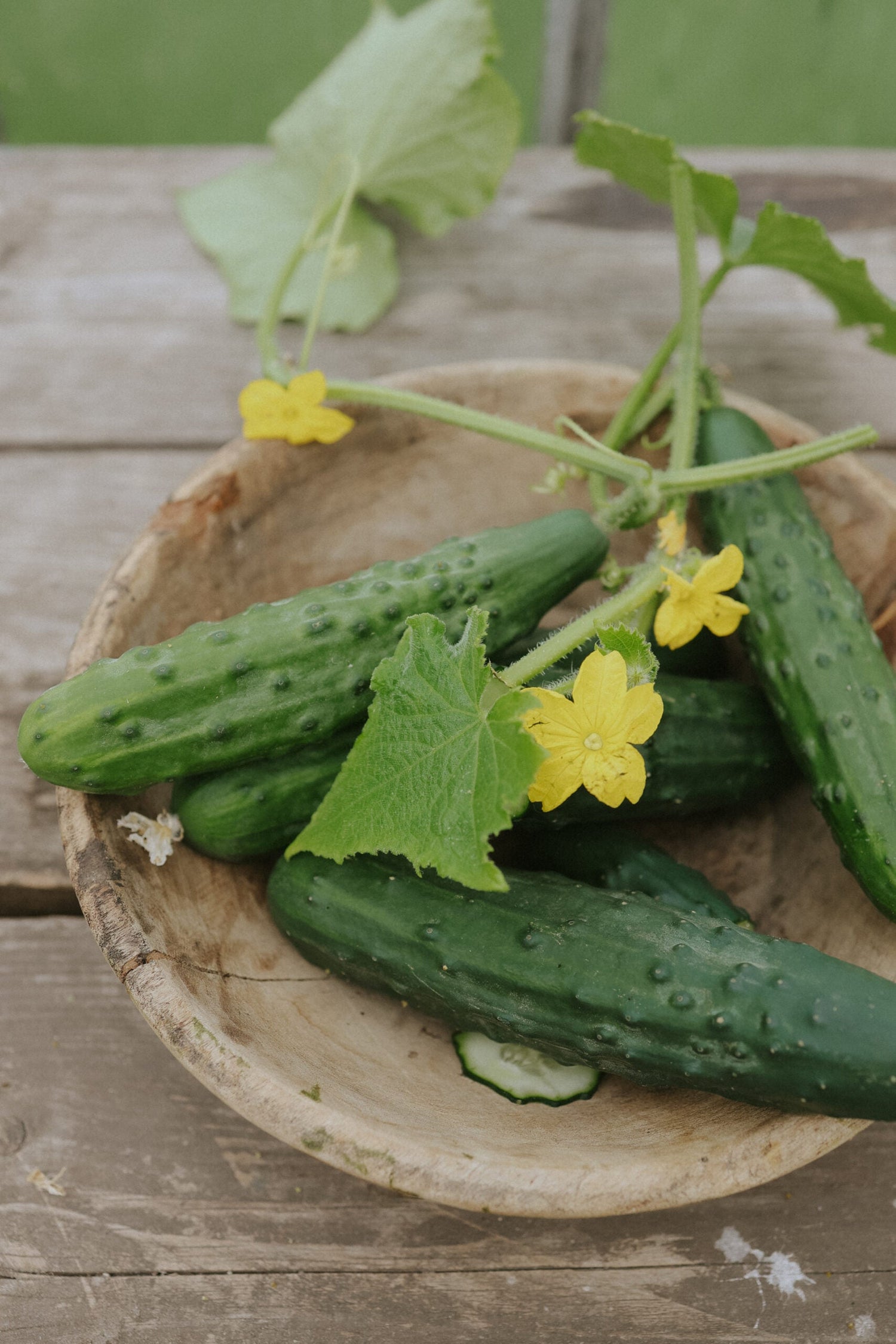 Cucumber - Marketmore ECO