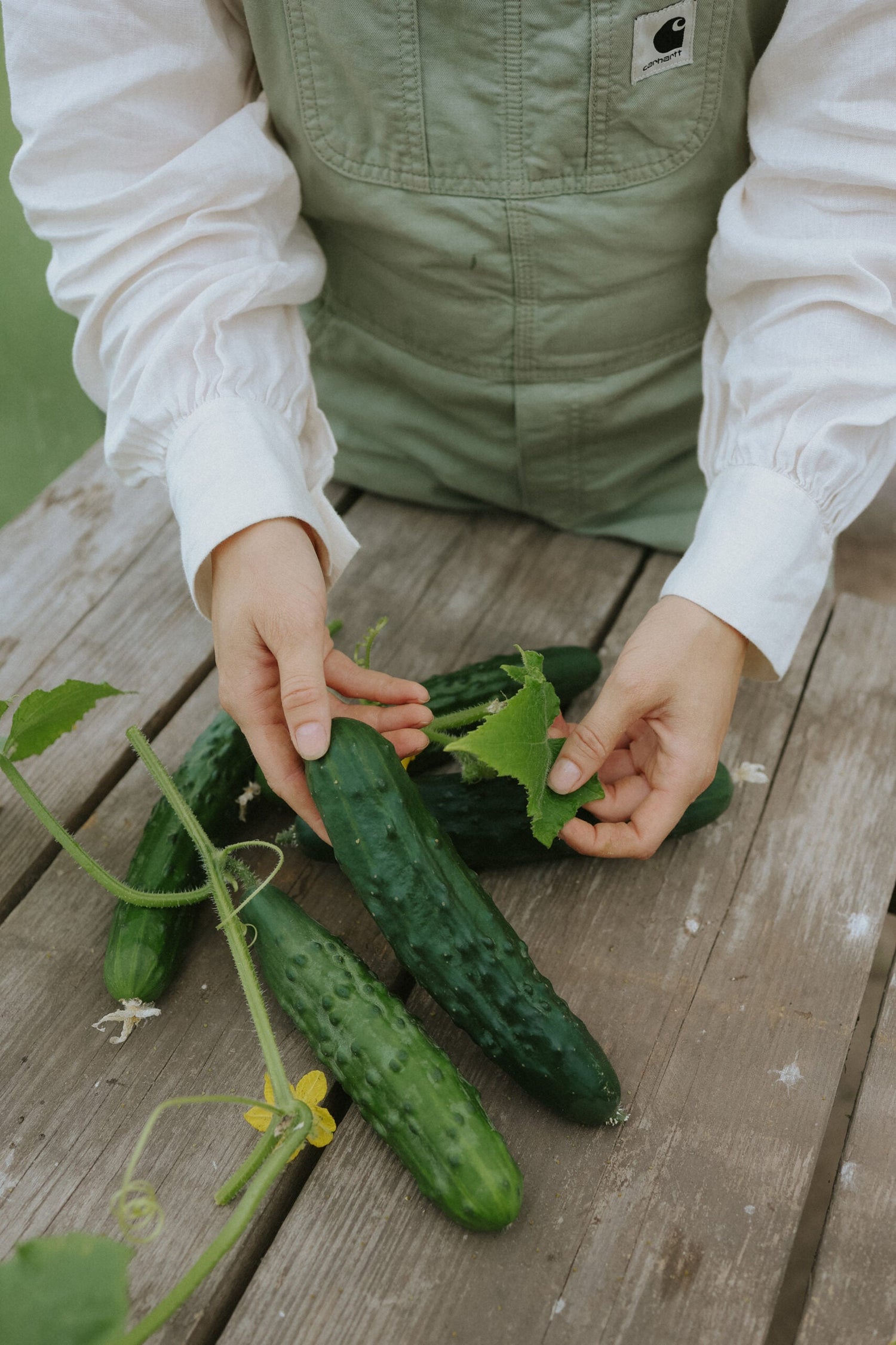 Cucumber - Marketmore ECO