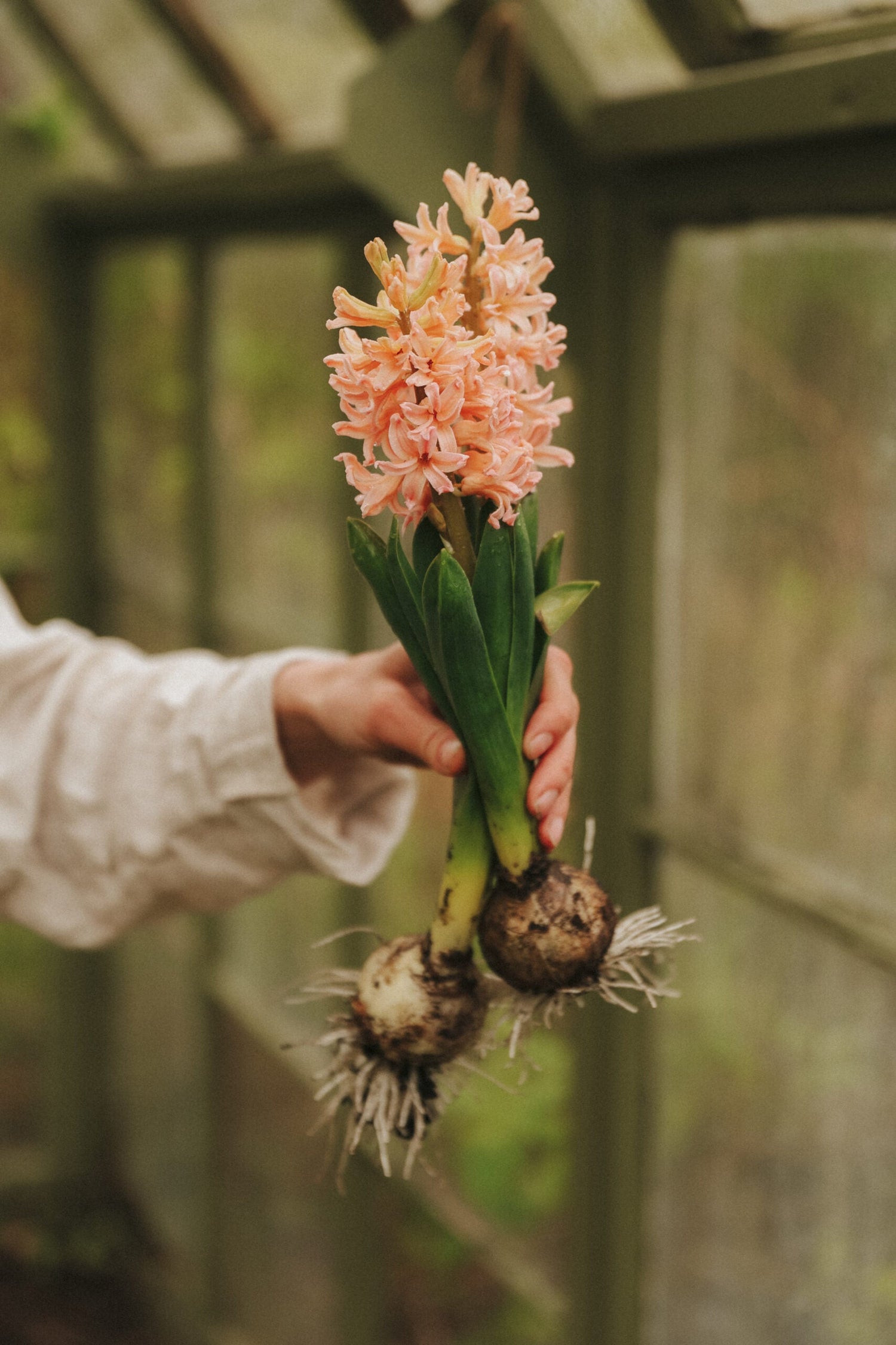 Hyacint - Gipsy Queen