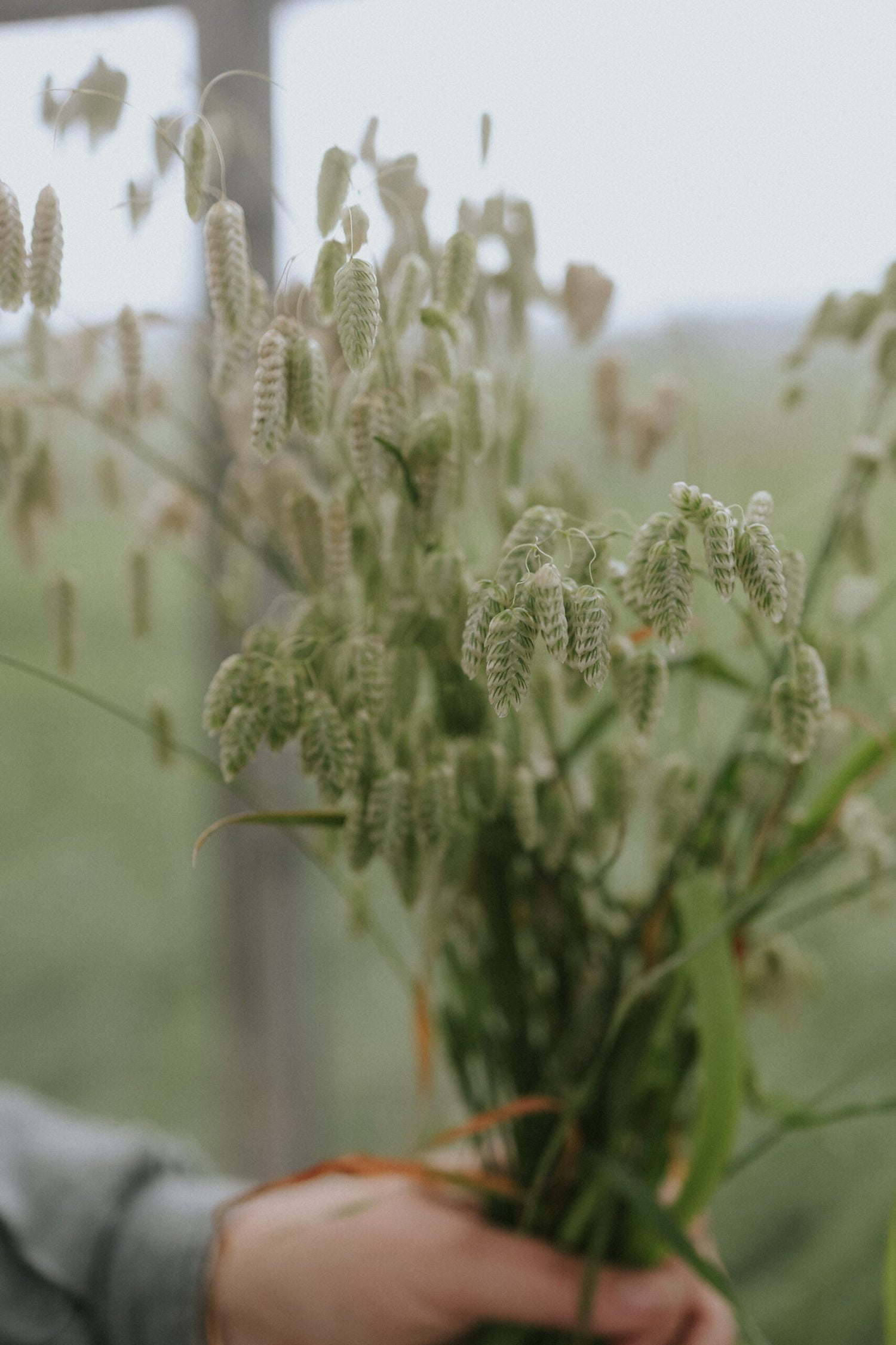 Italienskt Darrgräs