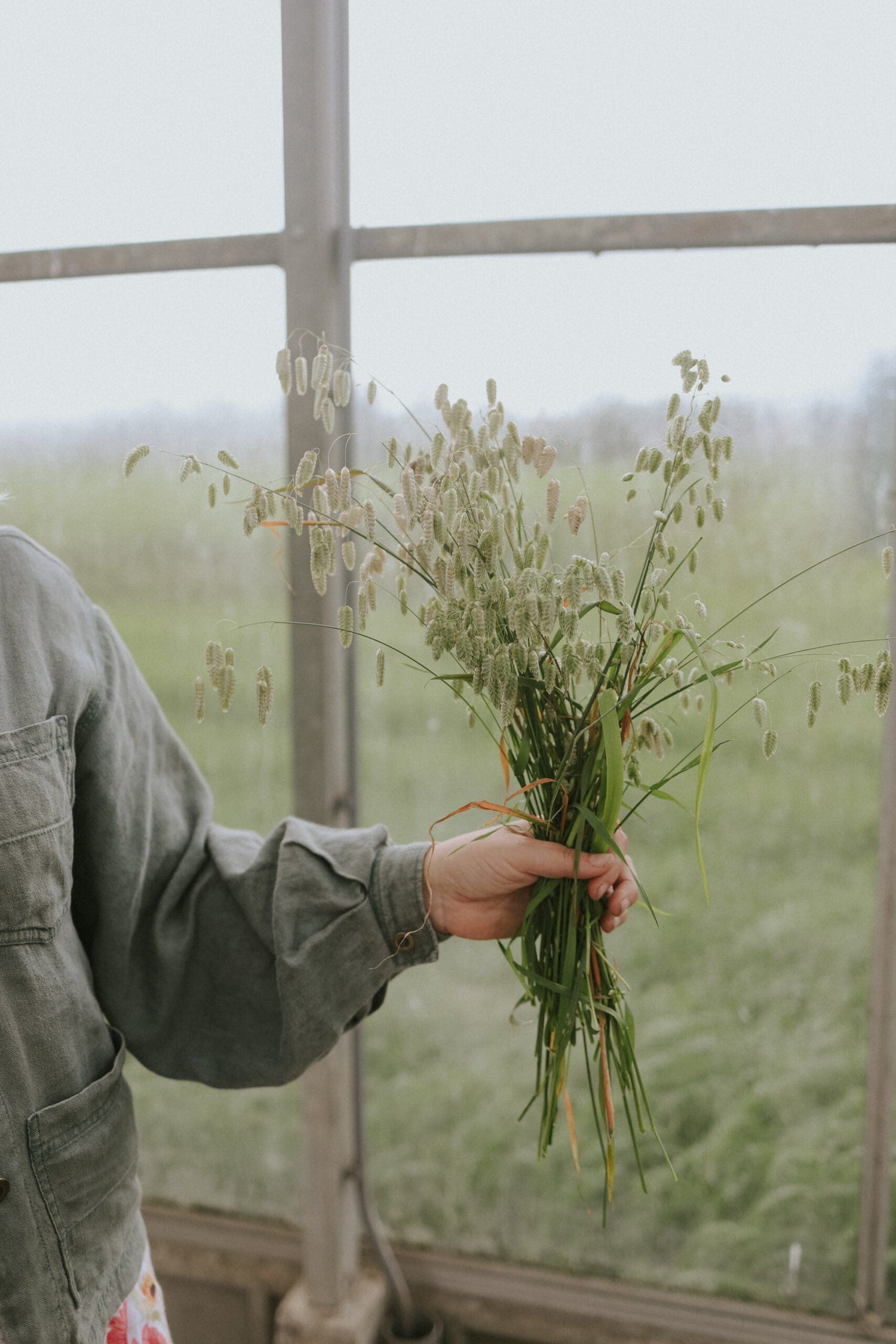 Italienskt Darrgräs