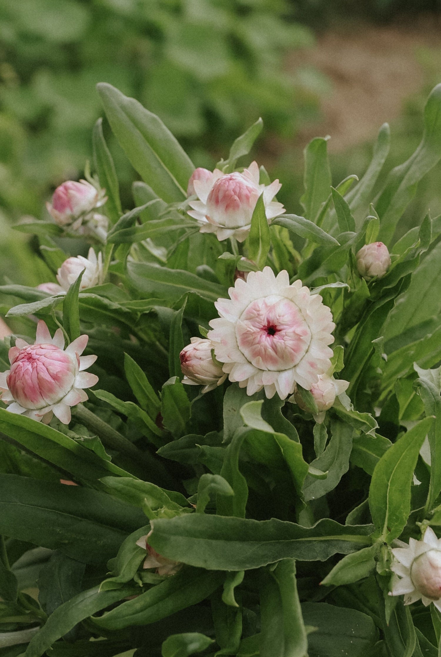 Jätteeternell - Silvery Rose