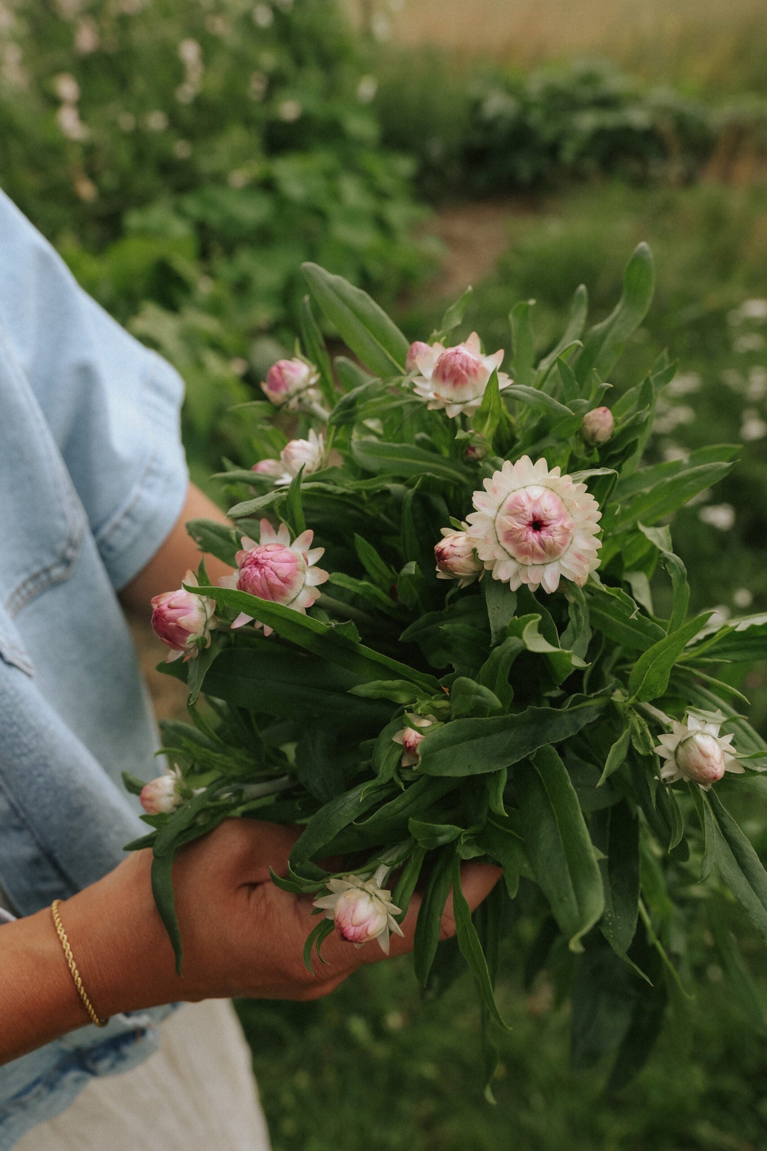 Jätteeternell - Silvery Rose
