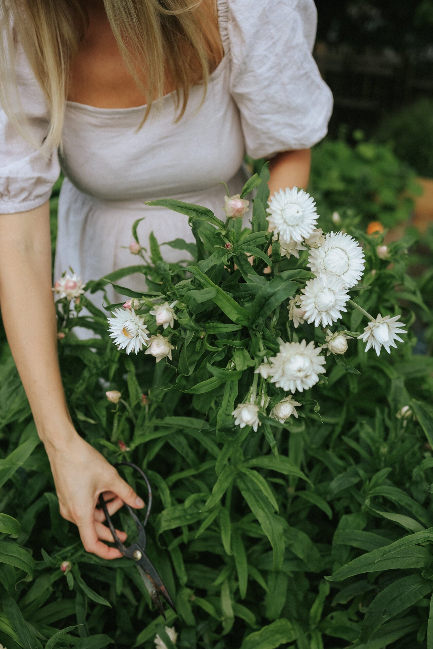 Jätteeternell - White