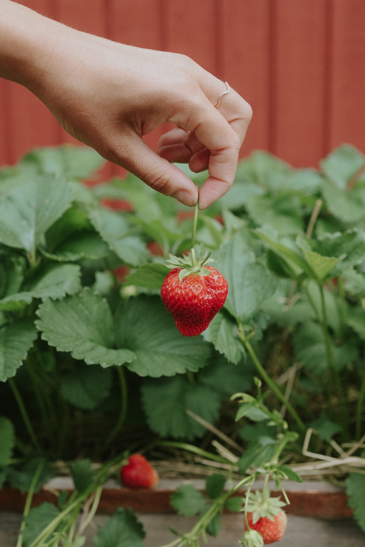 Jordgubb - Grandian F1