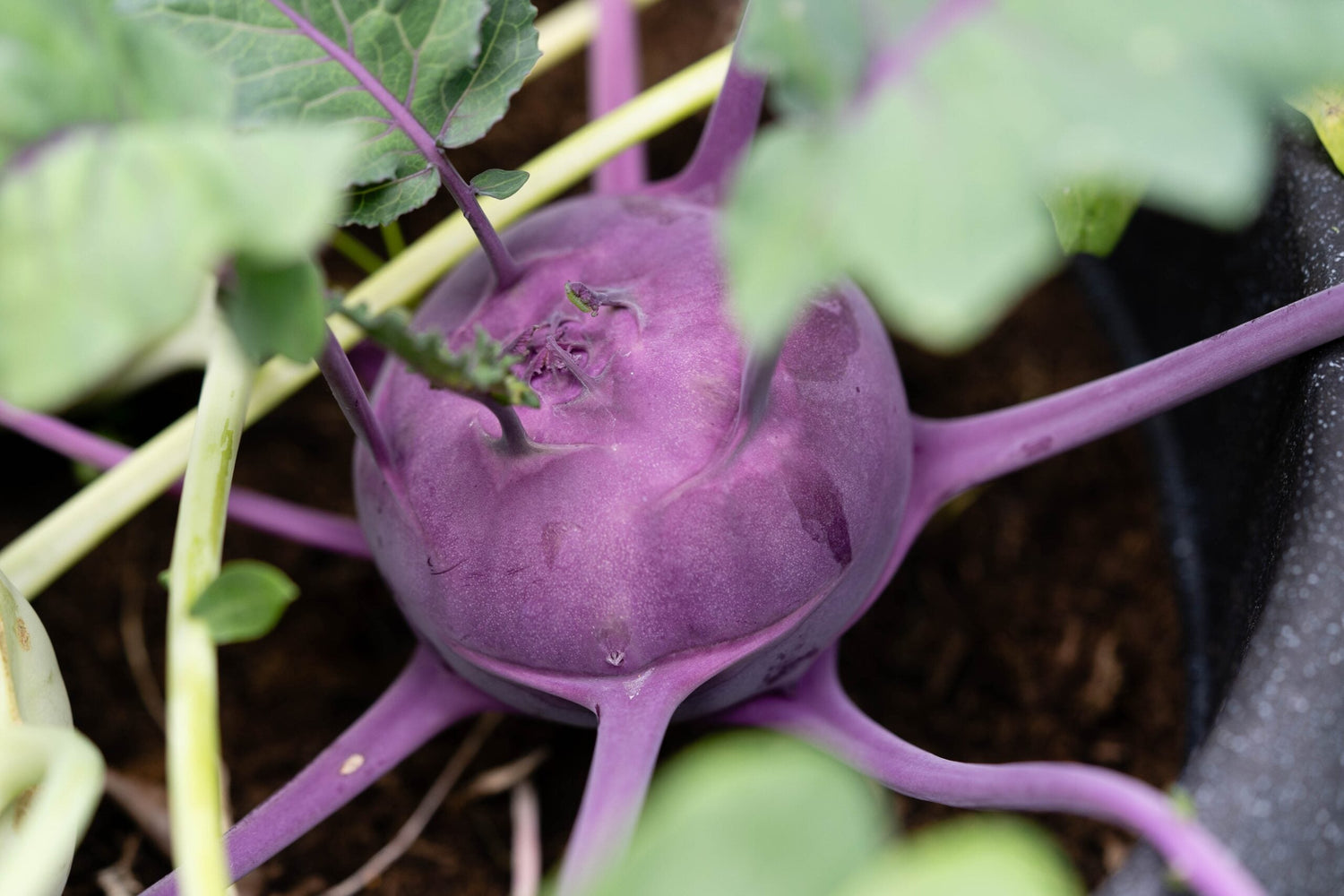 Turnip Cabbage / Kohlrabi - Delikatess Blue