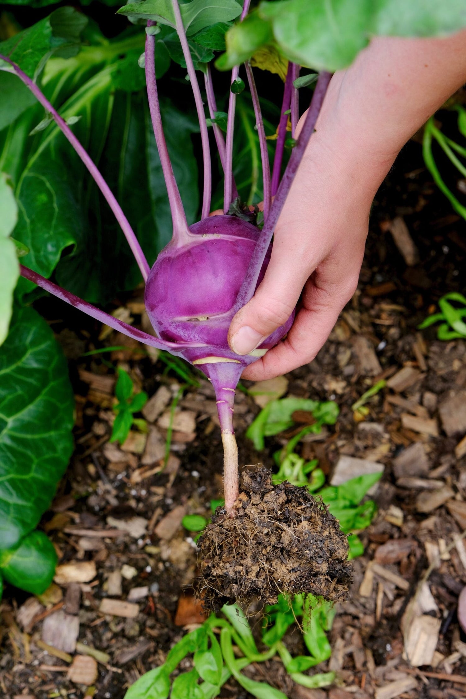 Turnip Cabbage / Kohlrabi - Delikatess Blue