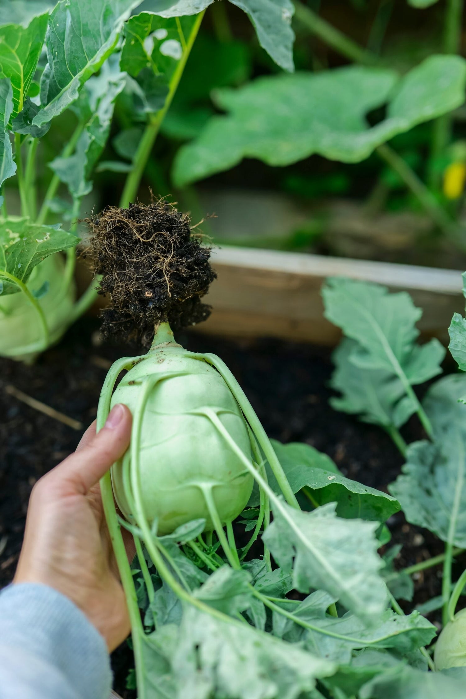 Turnip Cabbage / Kohlrabi - Delikatess White