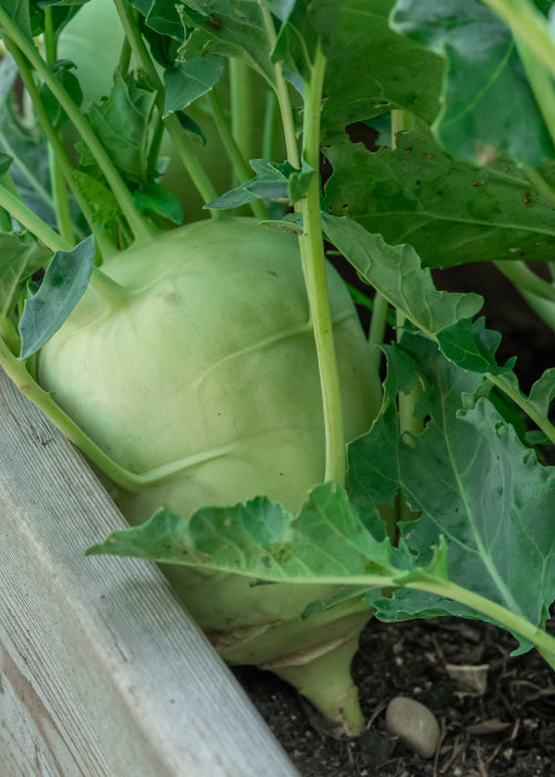Turnip Cabbage / Kohlrabi - Delikatess White