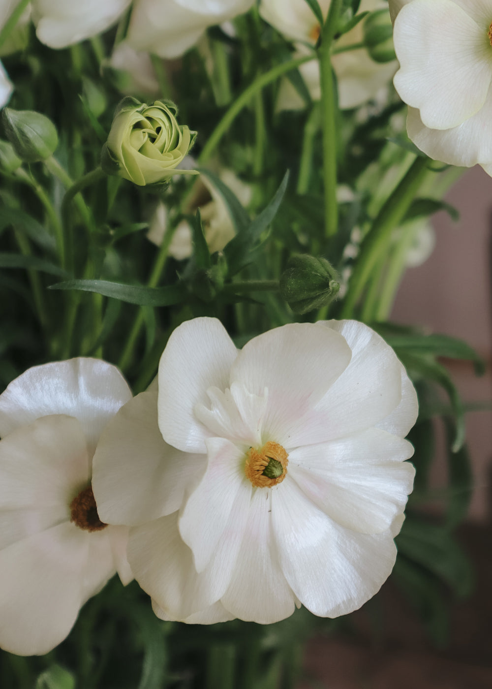 Butterfly Ranunculus – Keramos