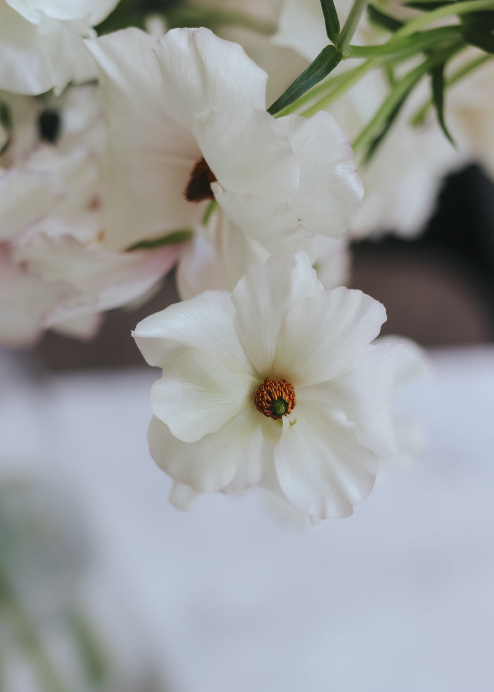 Butterfly Ranunculus – Keramos