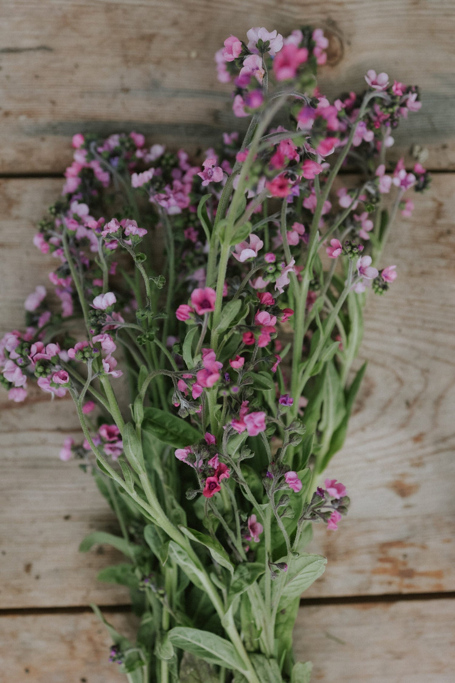 Kinesisk förgätmigej - Mystic Pink