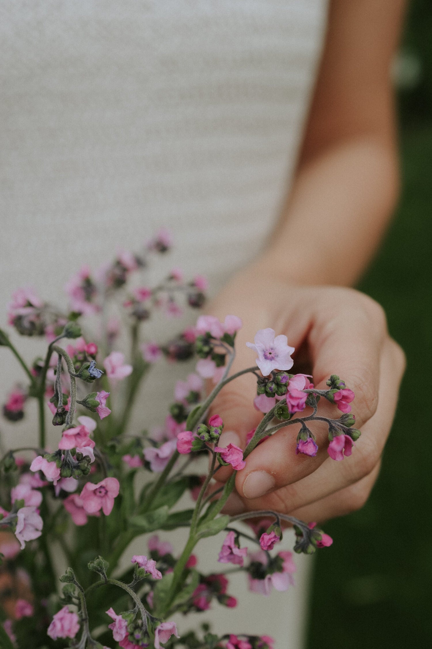 Chinese Forget-Me-Not - Mystic Pink