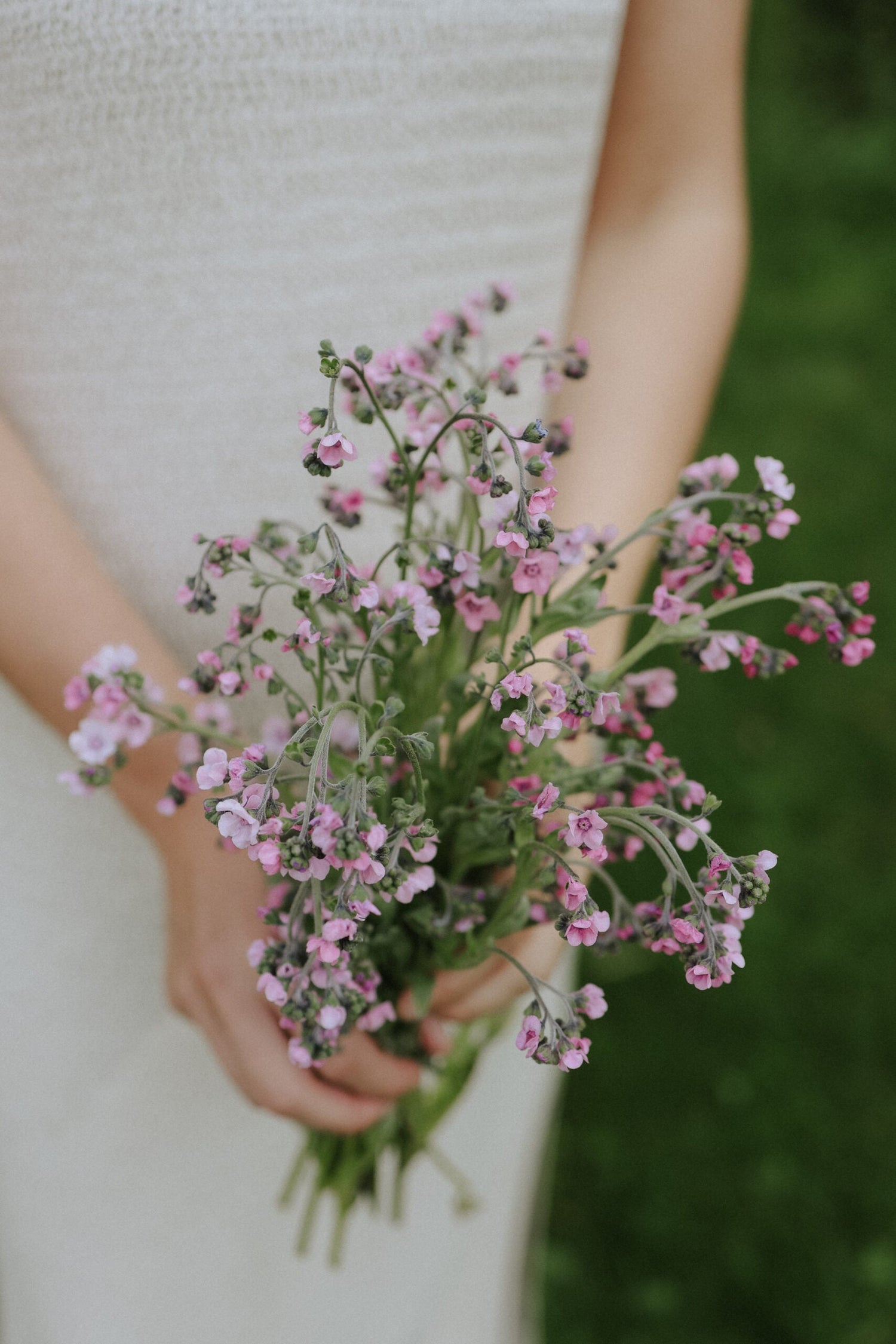 Chinese Forget-Me-Not - Mystic Pink