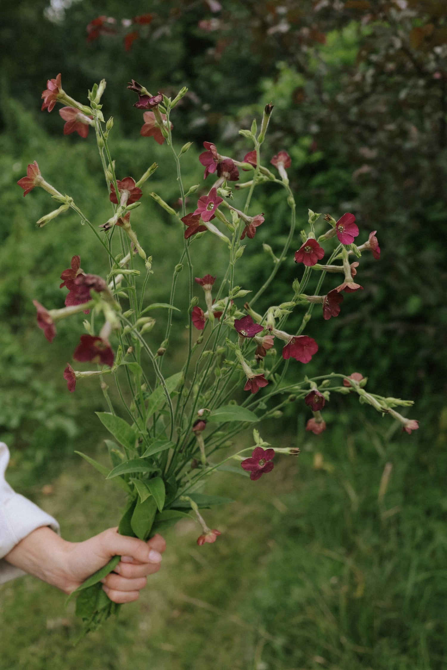 Flowering Tobacco - Bronze Queen