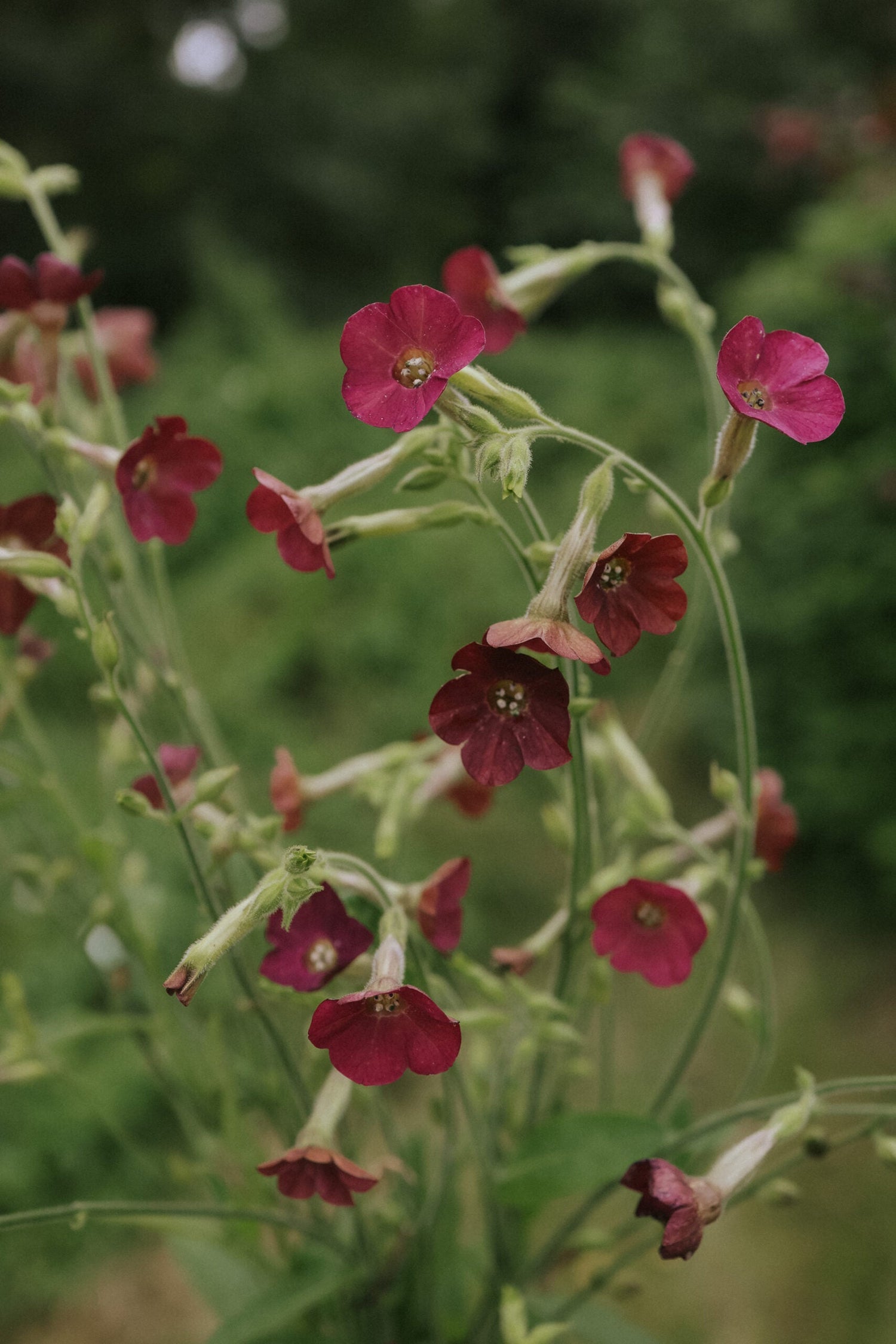 Flowering Tobacco - Bronze Queen