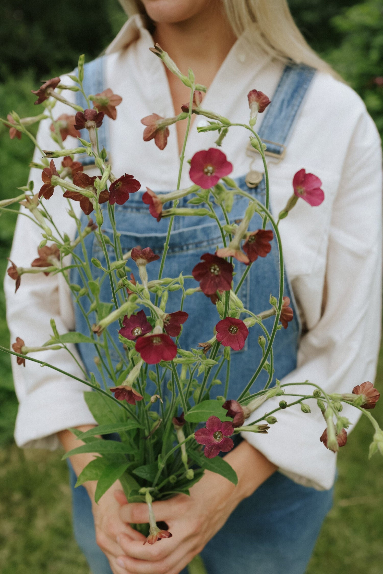 Klocktobak - Bronze Queen