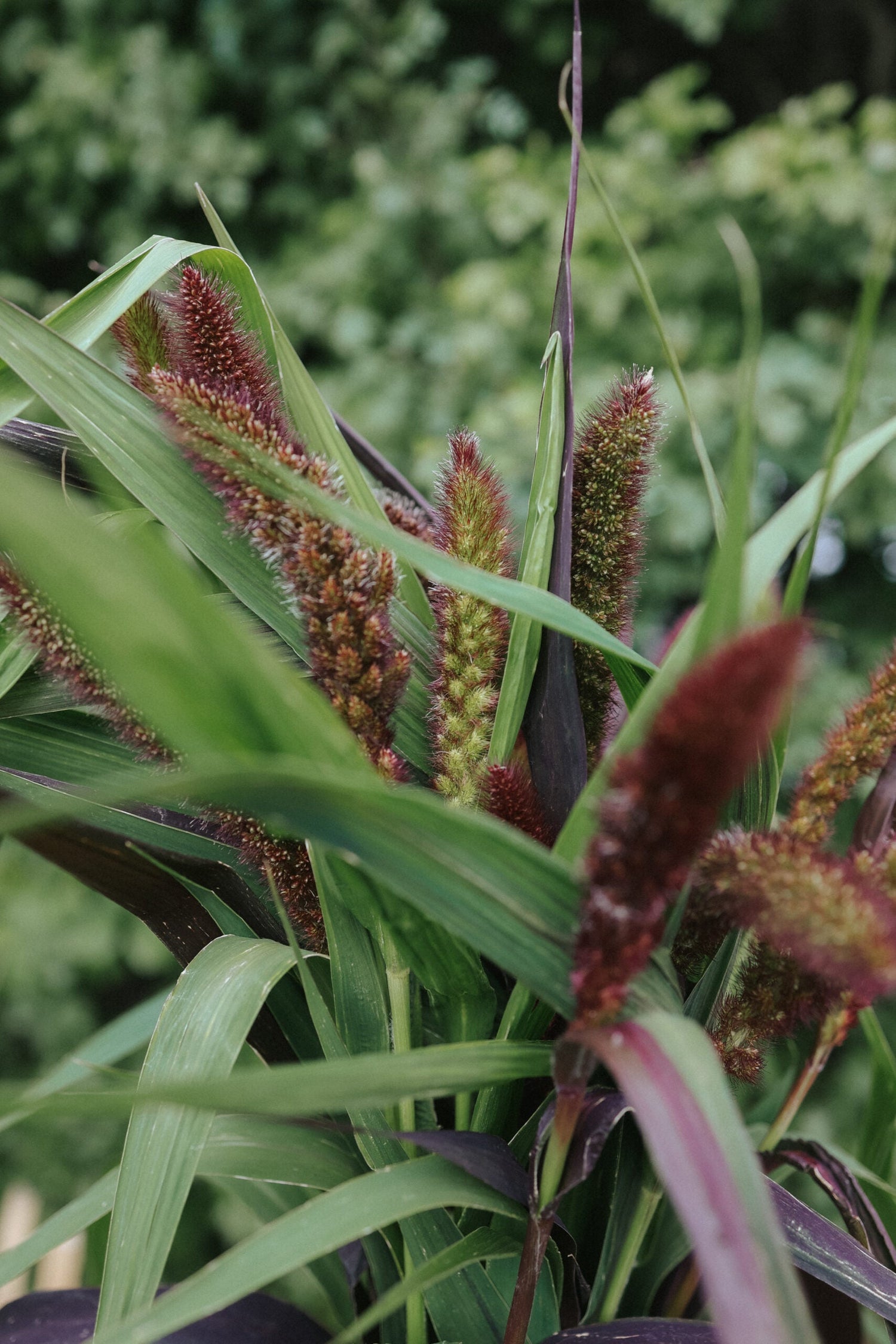 Italian Millet - Red Jewel