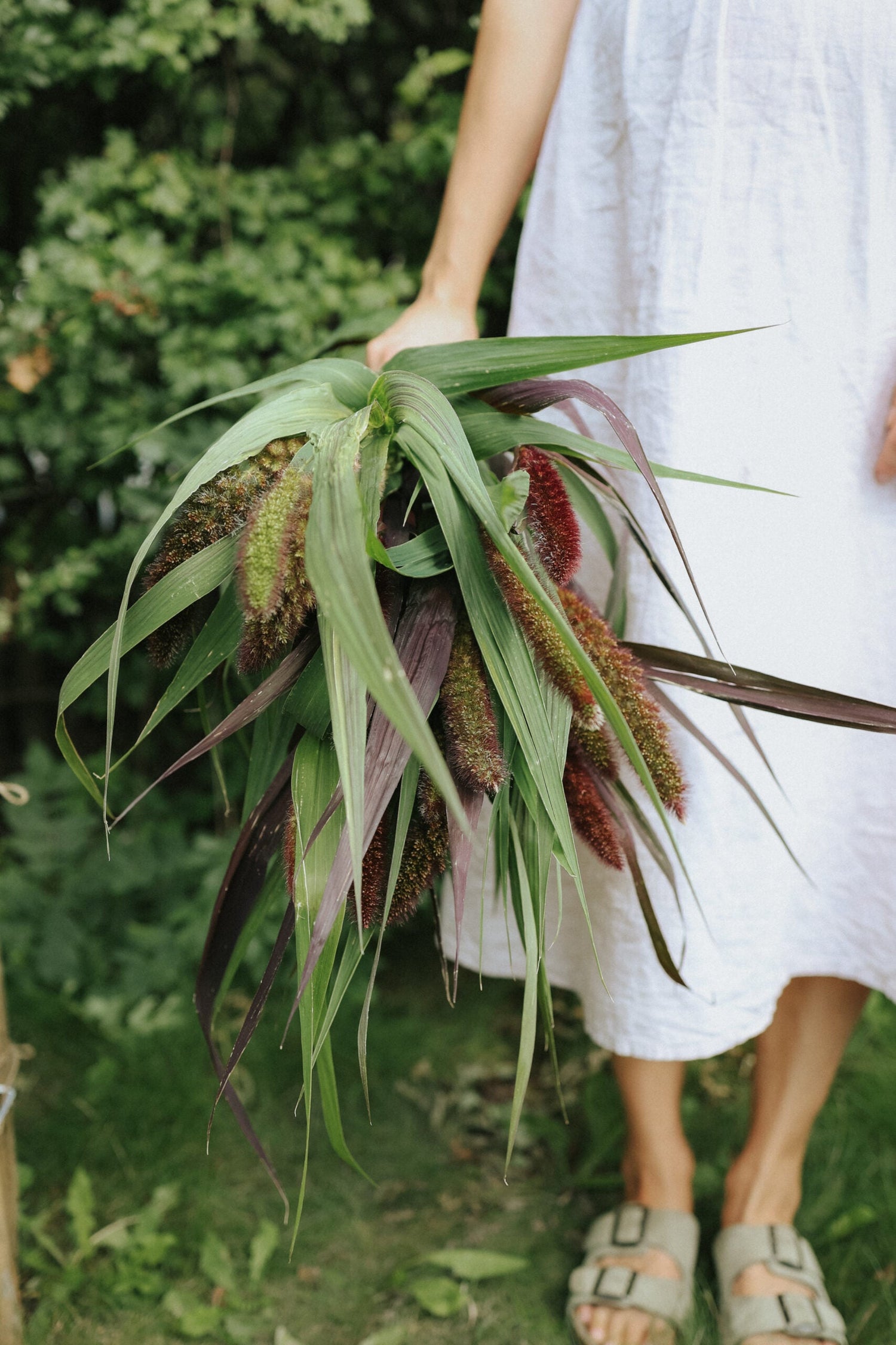 Italian Millet - Red Jewel