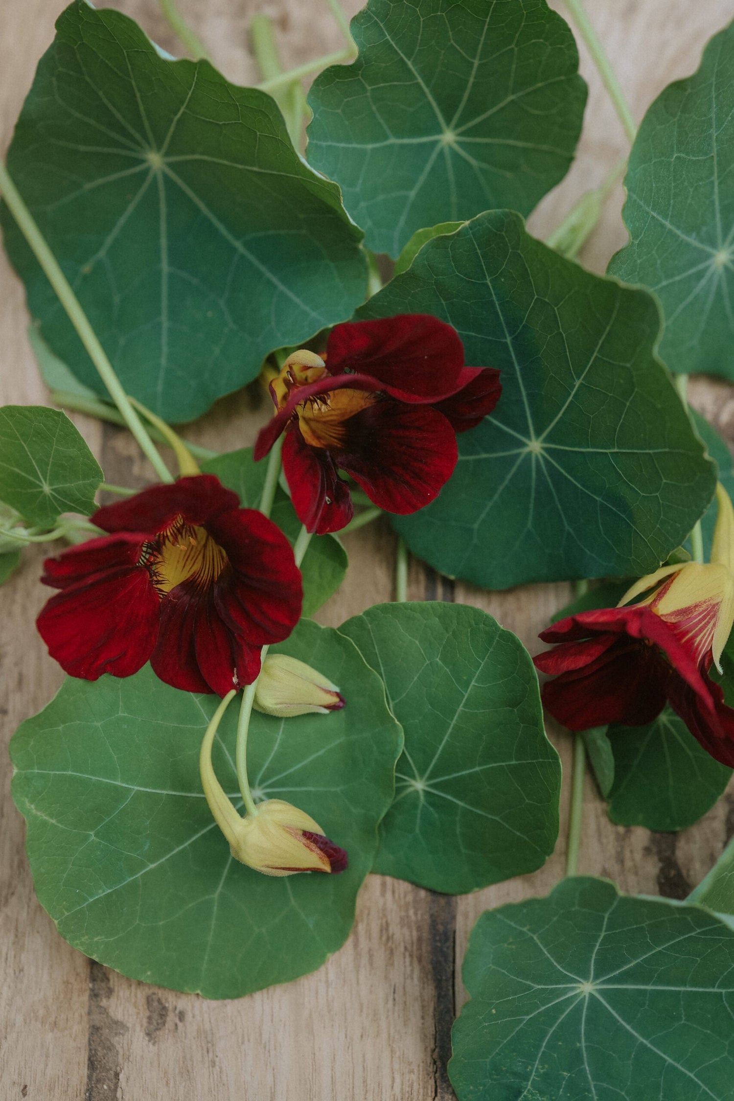 Dvärgkrasse - Black Velvet