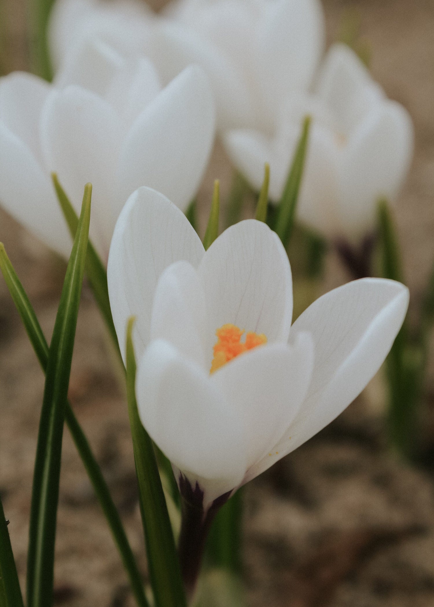 Crocus - Jeanne D'arc